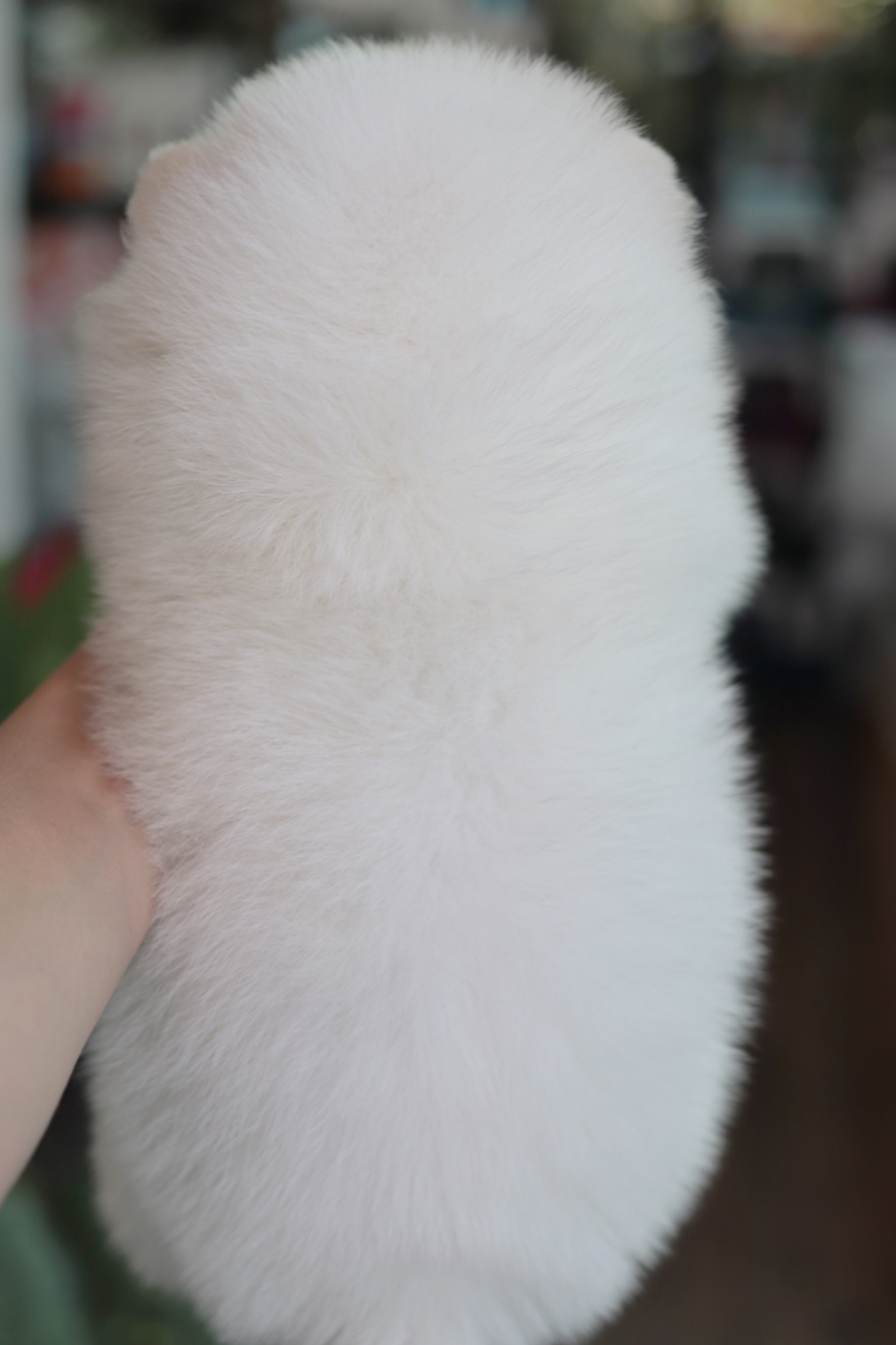 ปอมเมอเรเนียน เพศผู้ขาว