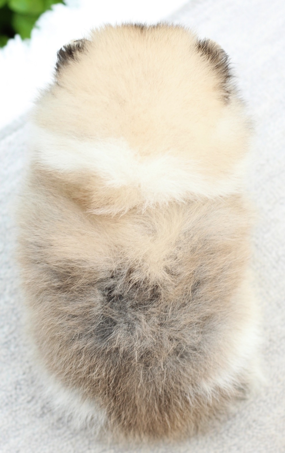 ปอมเมอเรเนียน เพศผู้ แฟนซี