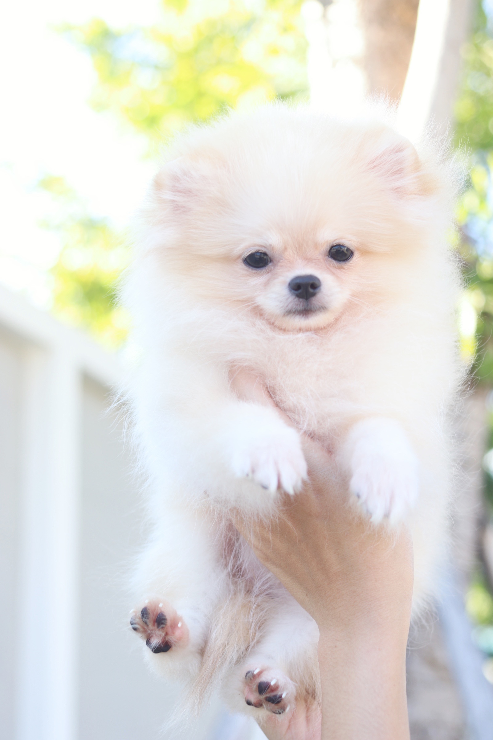 ปอมเมอเรเนียน เพศเมียสีครีมไซส์เล็กสามเดือน