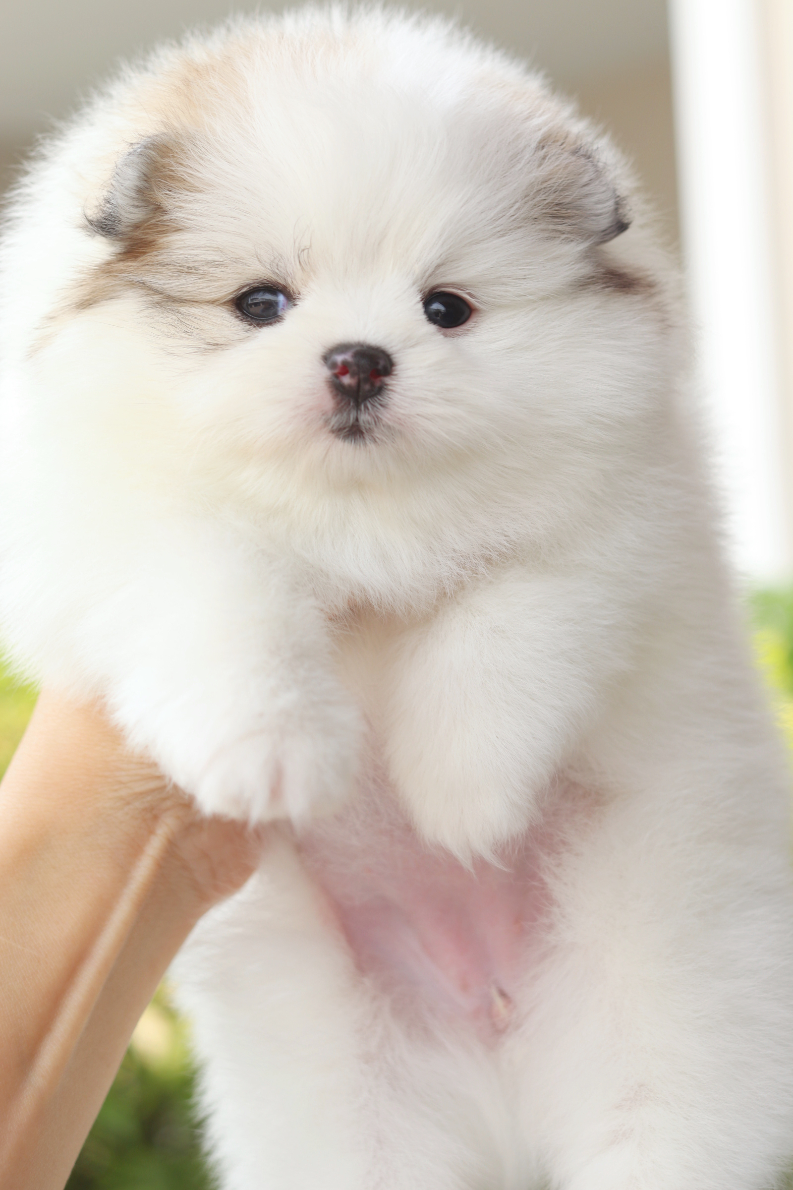 ปอมเมอเรเนียน เพศเมียสีแฟนซี