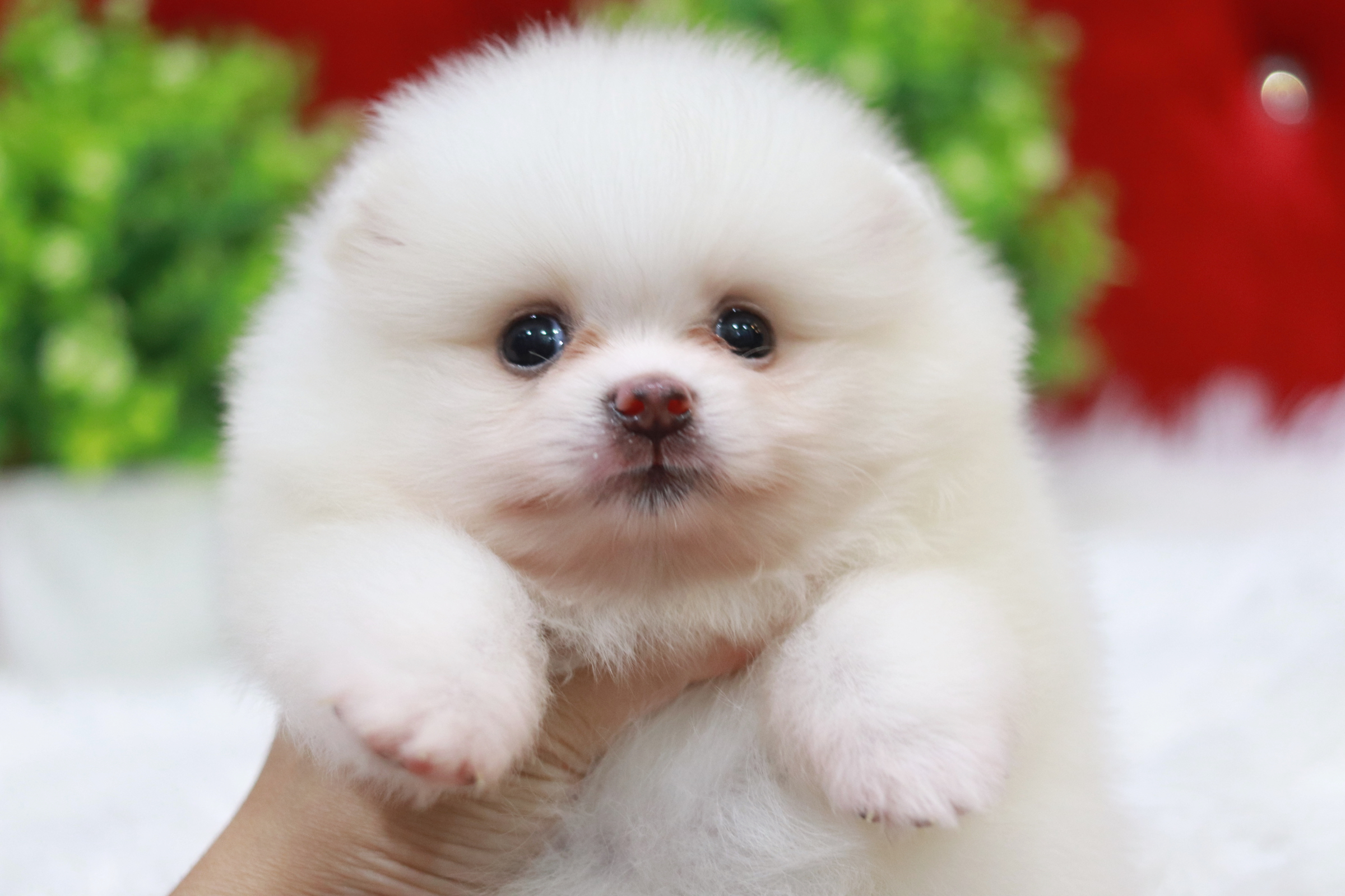 ปอมเมอเรเนียน เพศเมีย ขาว หน้าฟ็อก