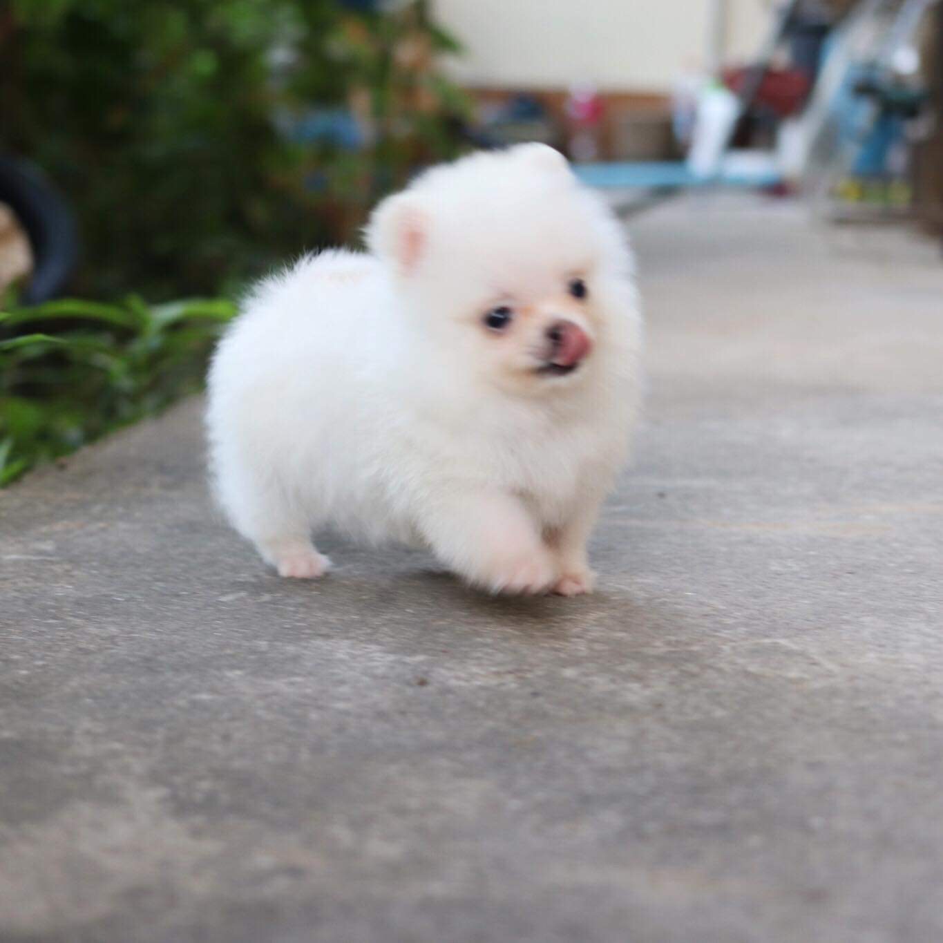 ปอมเมอเรเนียน เพศผู้