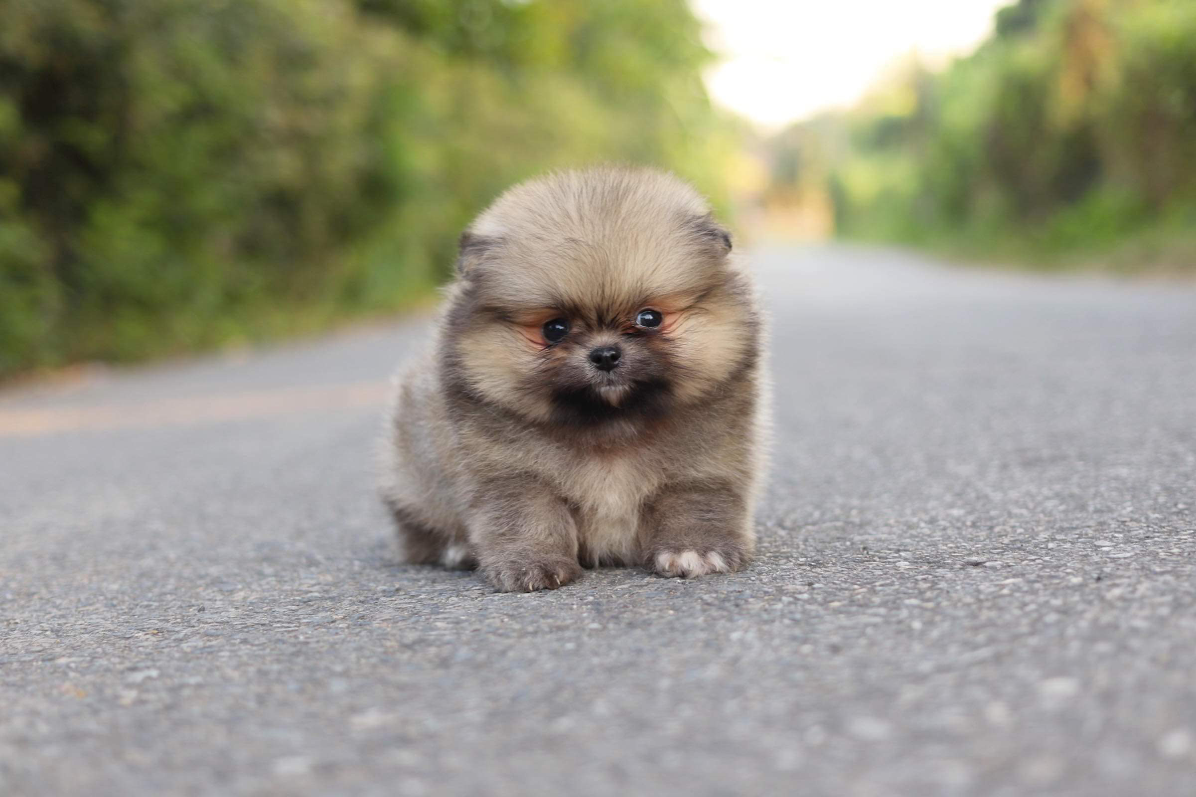 ปอมเมอเรเนียน เพศผู้