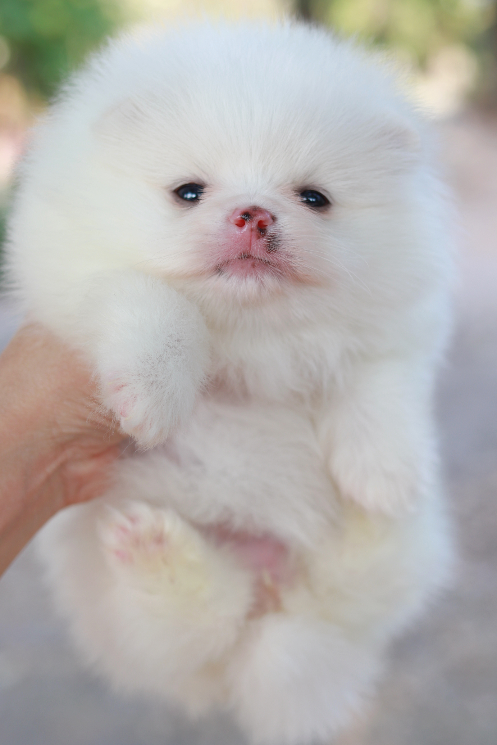 ปอมเมอเรเนียน เพศเมียสีขาว