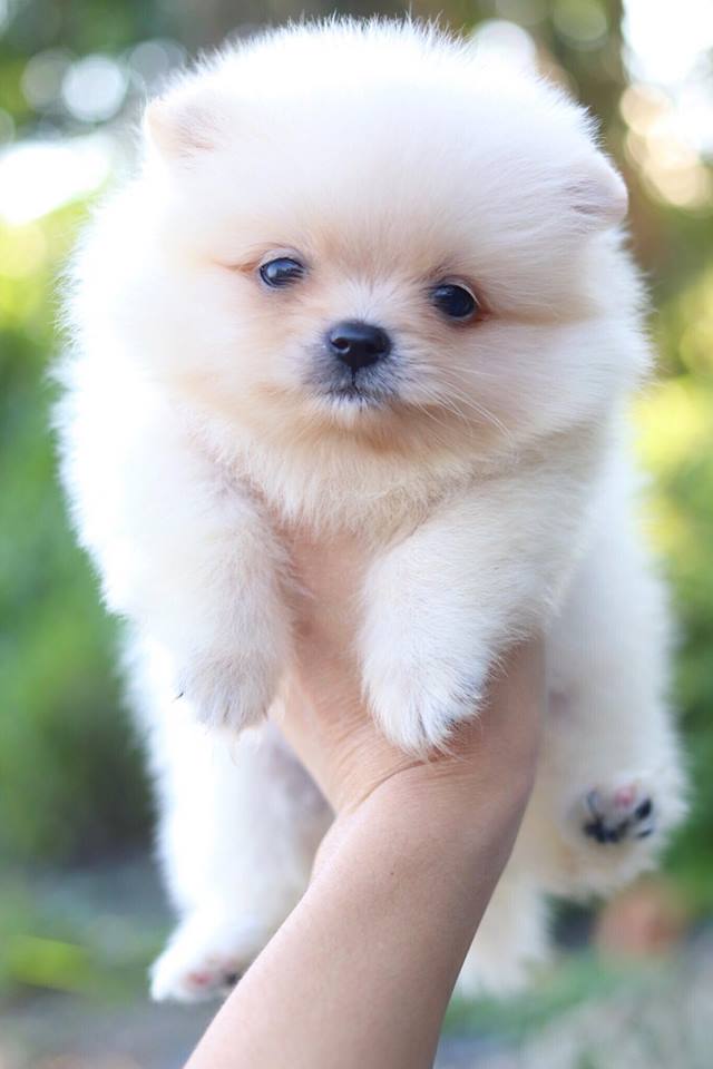 ปอมเมอเรเนียน เพศเมีย