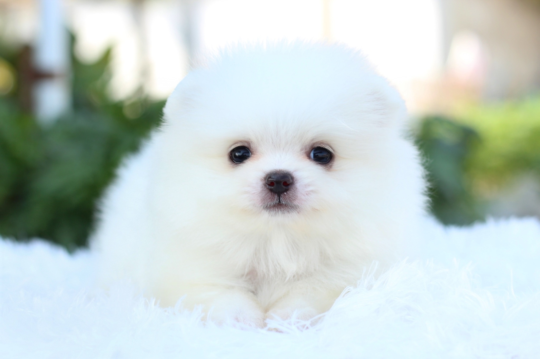 ปอมเมอเรเนียน เพศเมียสีขาว