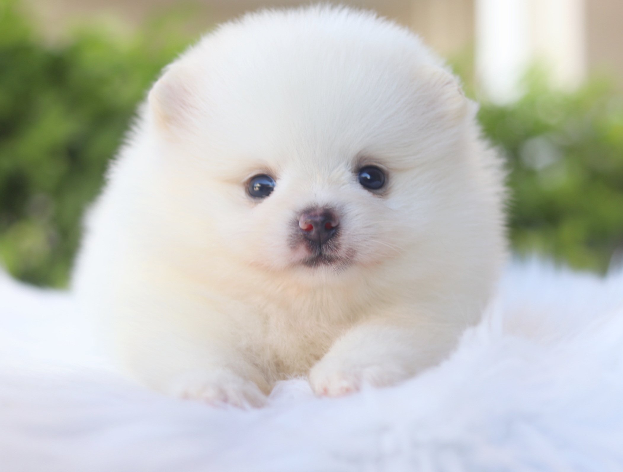 ปอมเมอเรเนียน เพศผู้สีขาวครีม