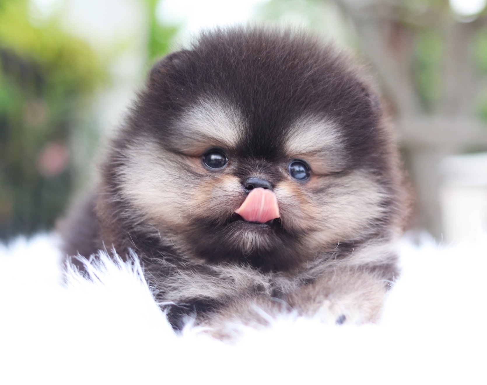 ปอมเมอเรเนียน เพศเมียสีแบล็คแทนเกรดโชว์