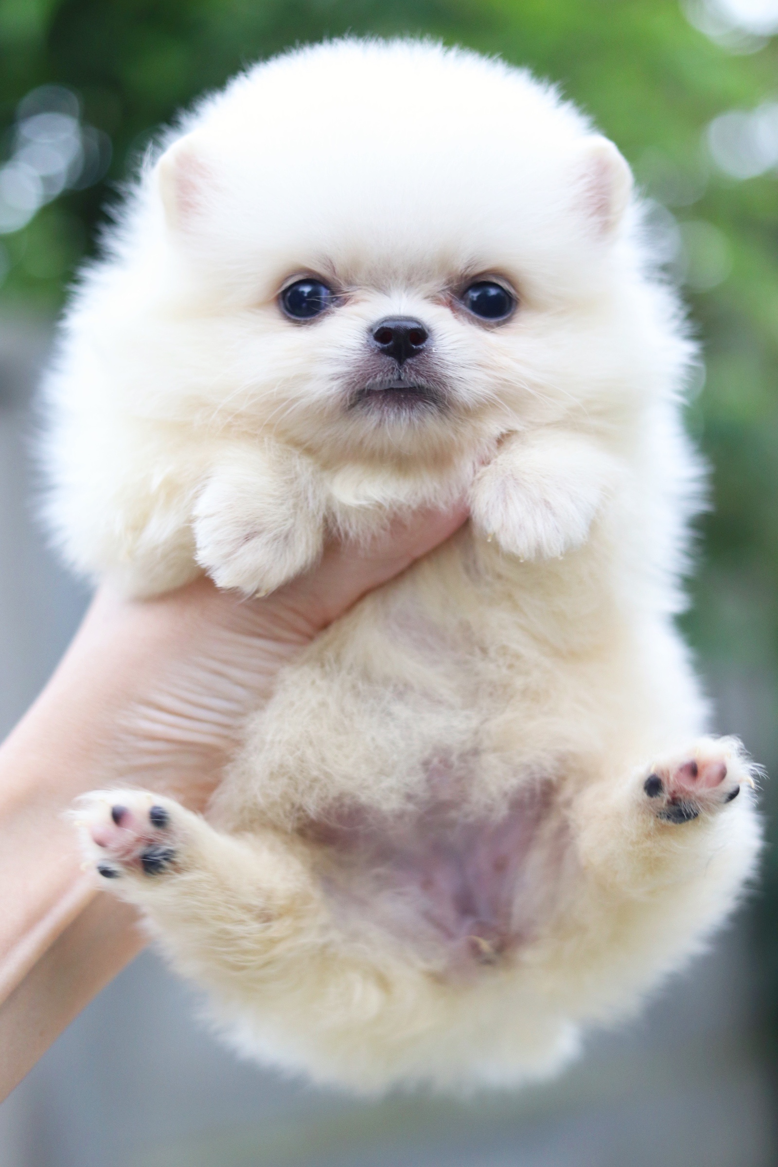 ปอมเมอเรเนียน เพศเมีย สีขาวครีม ไซส์เล็ก