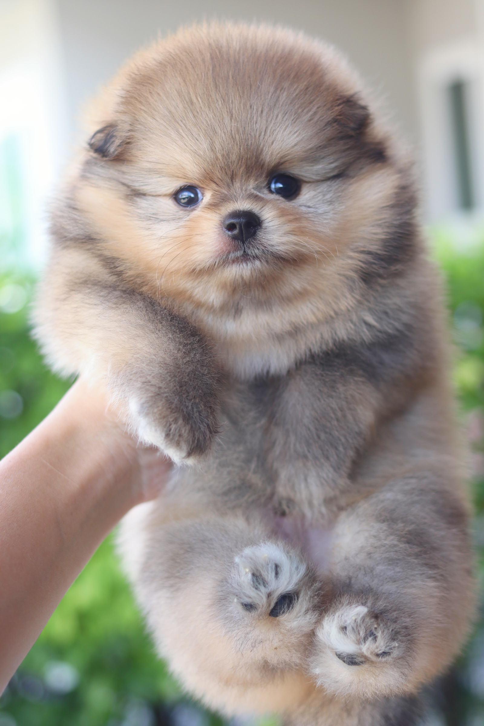 ปอมเมอเรเนียน เพศผู้สีส้ม