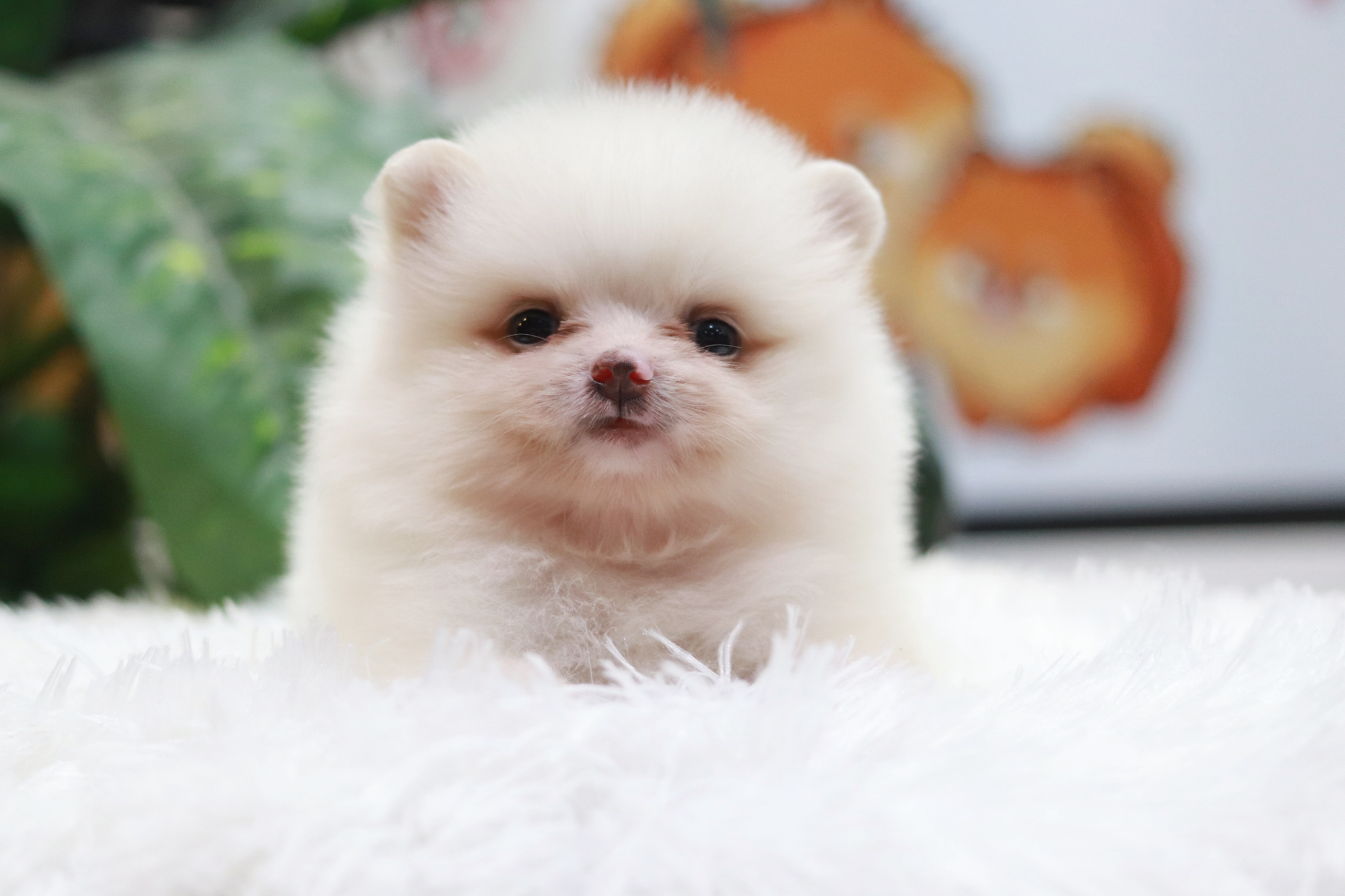 ปอมเมอเรเนียน เพศเมีย สีขาวหน้าฟ็อก