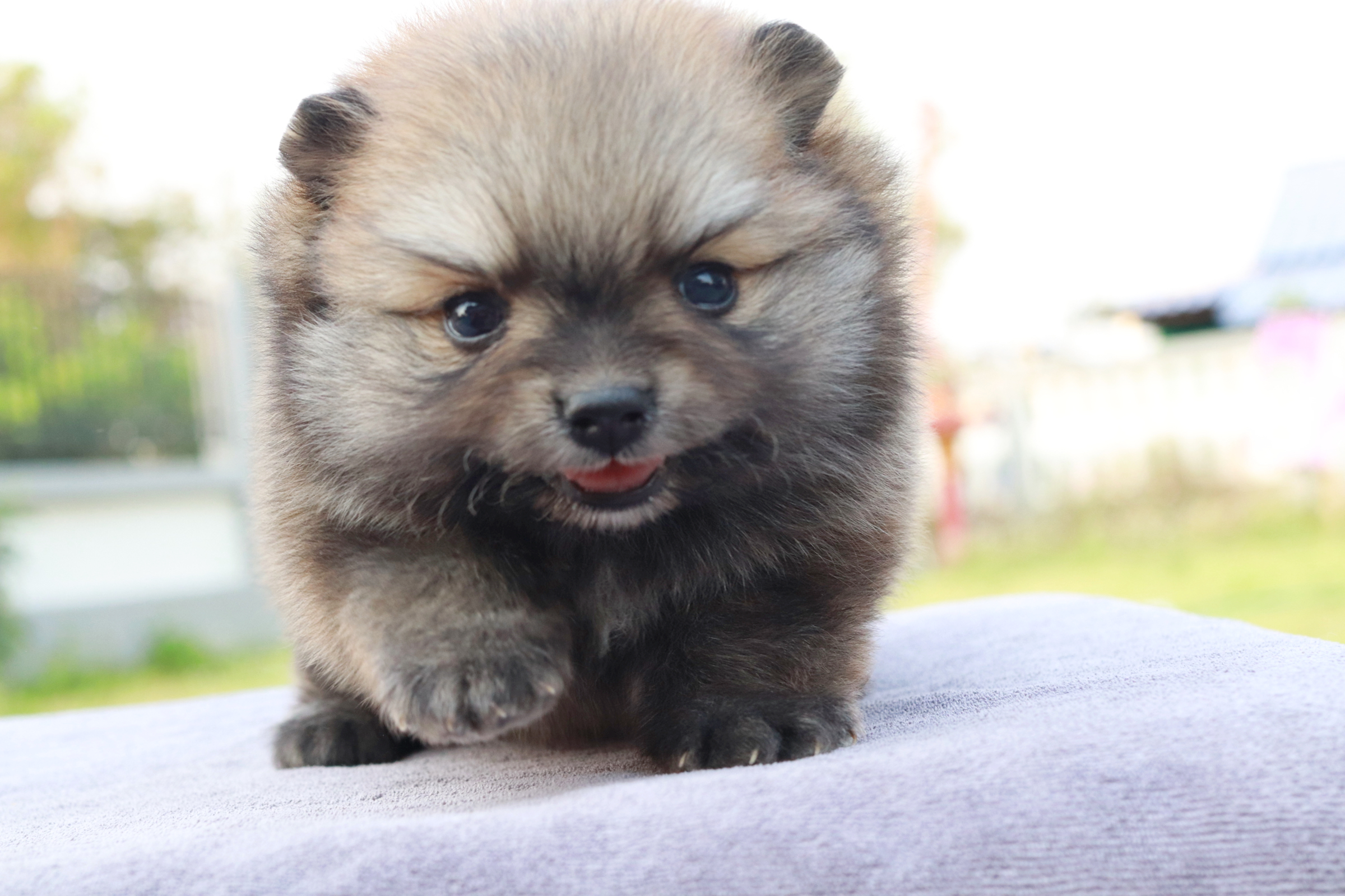 ปอมเมอเรเนียน เพศผู้ส้ม