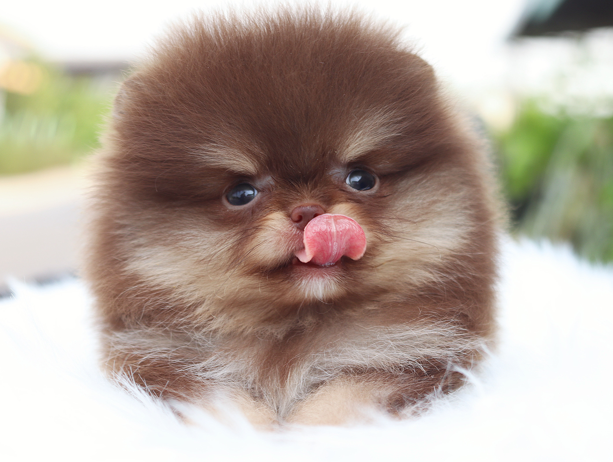 ปอมเมอเรเนียน เพศผู้ สีช็อคโกแลต&แทน เกรดโชว์