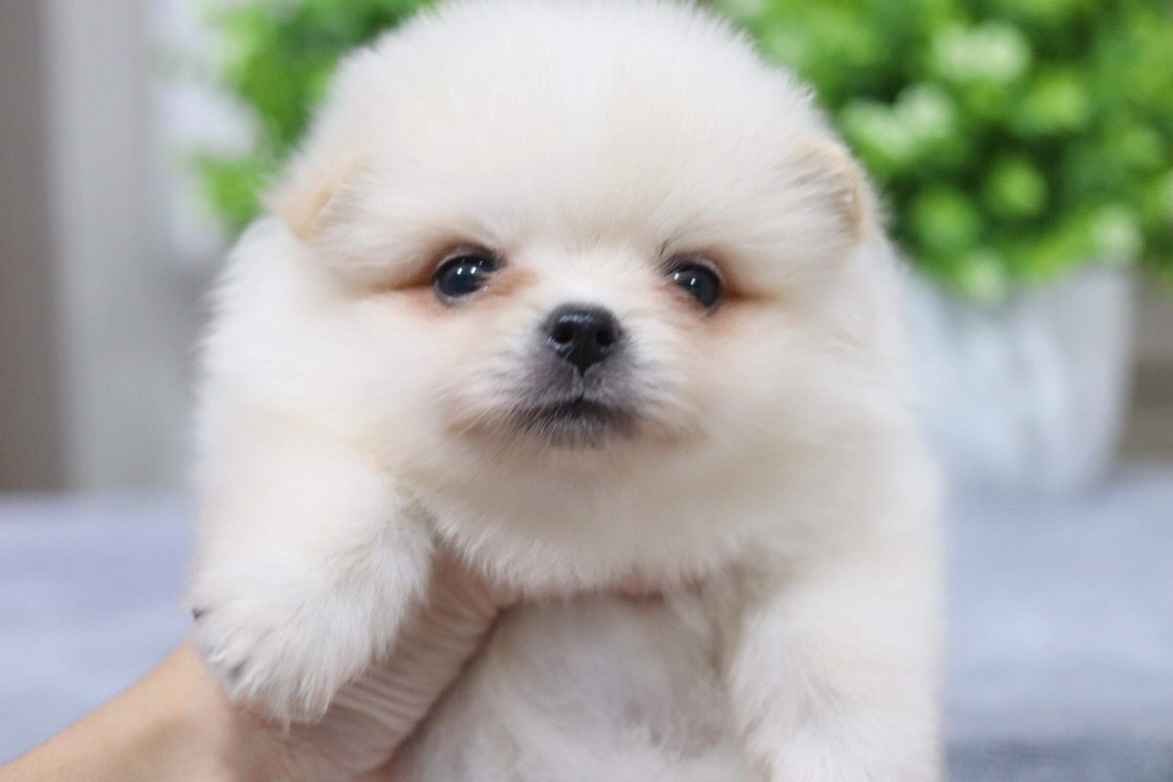 ปอมเมอเรเนียน เพศผู้