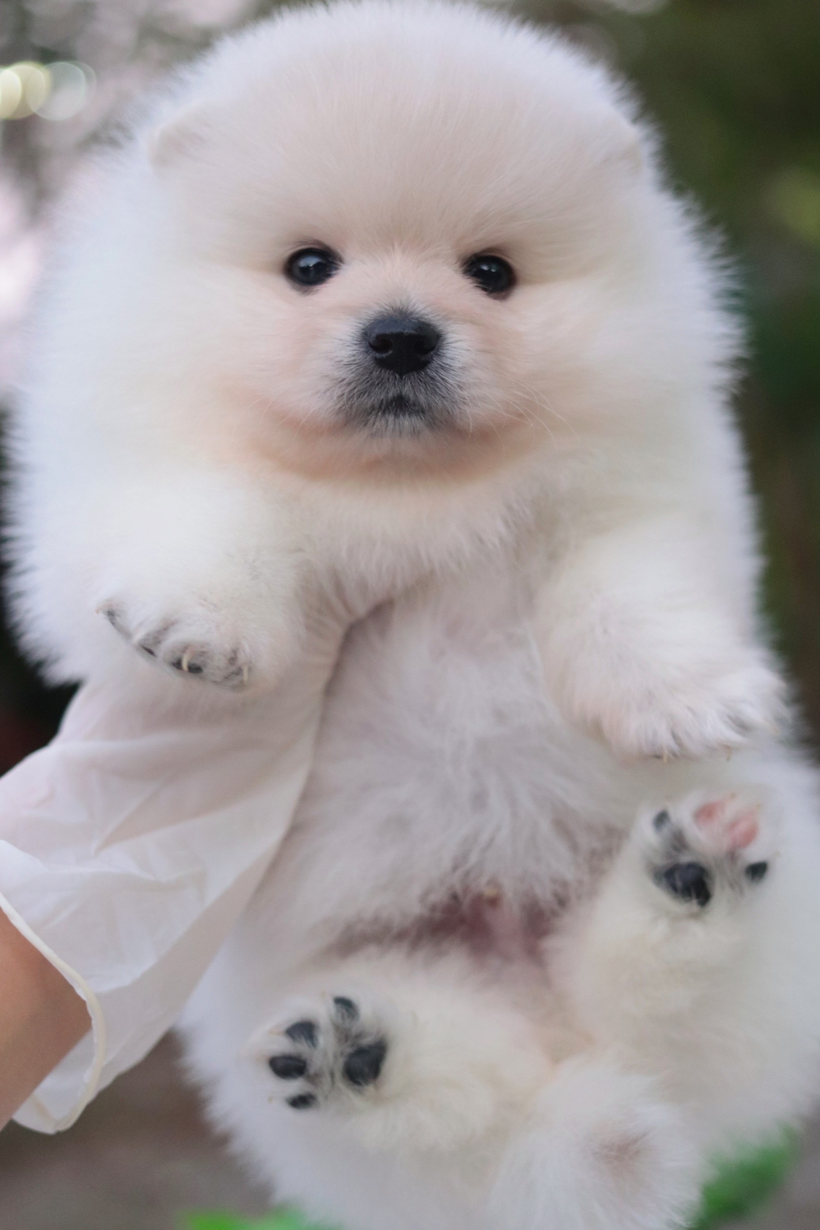 ปอมเมอเรเนียน เพศผู้ สีขาวครีม