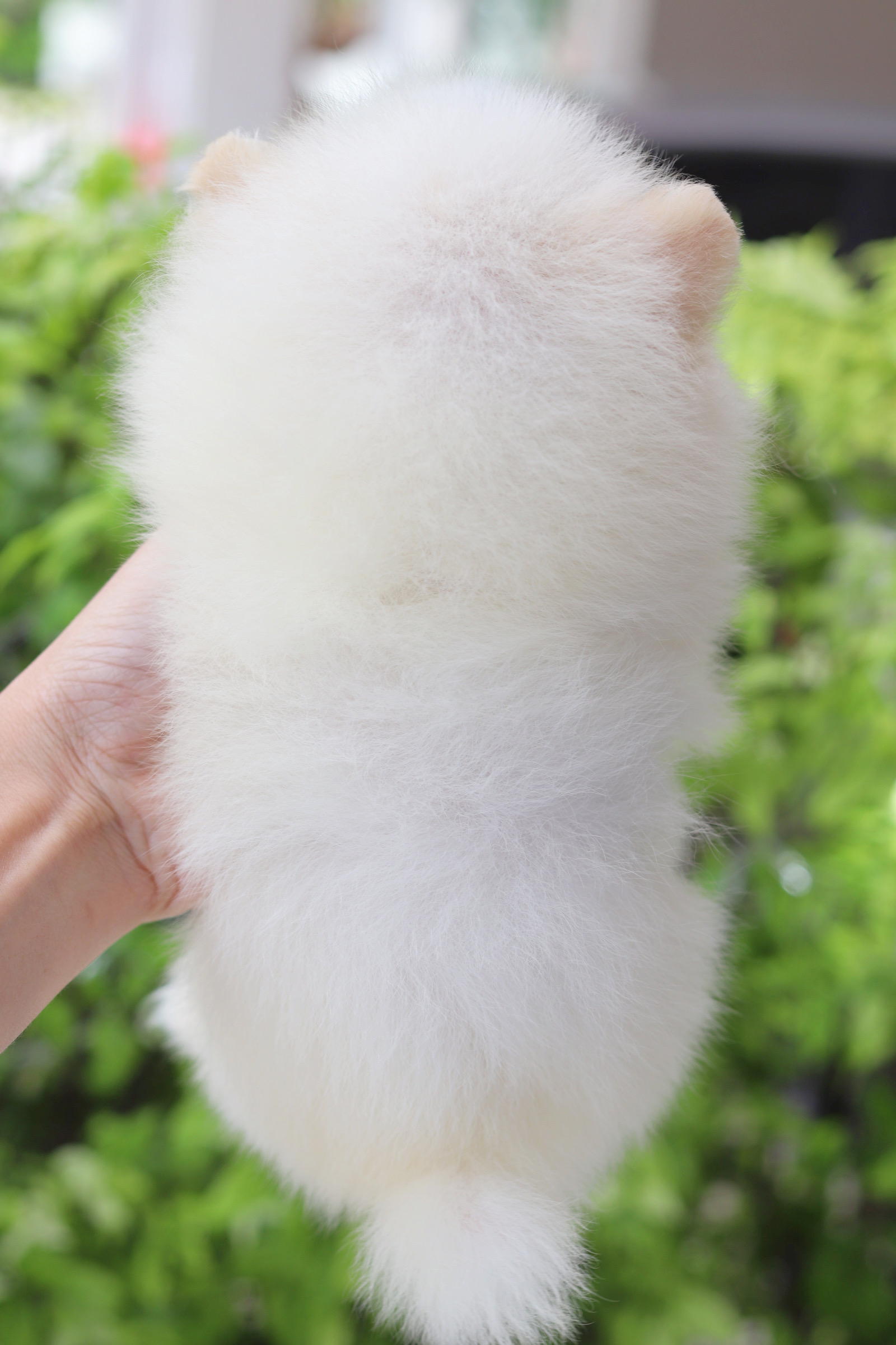 ปอมเมอเรเนียน เพศผู้สีขาวครีม