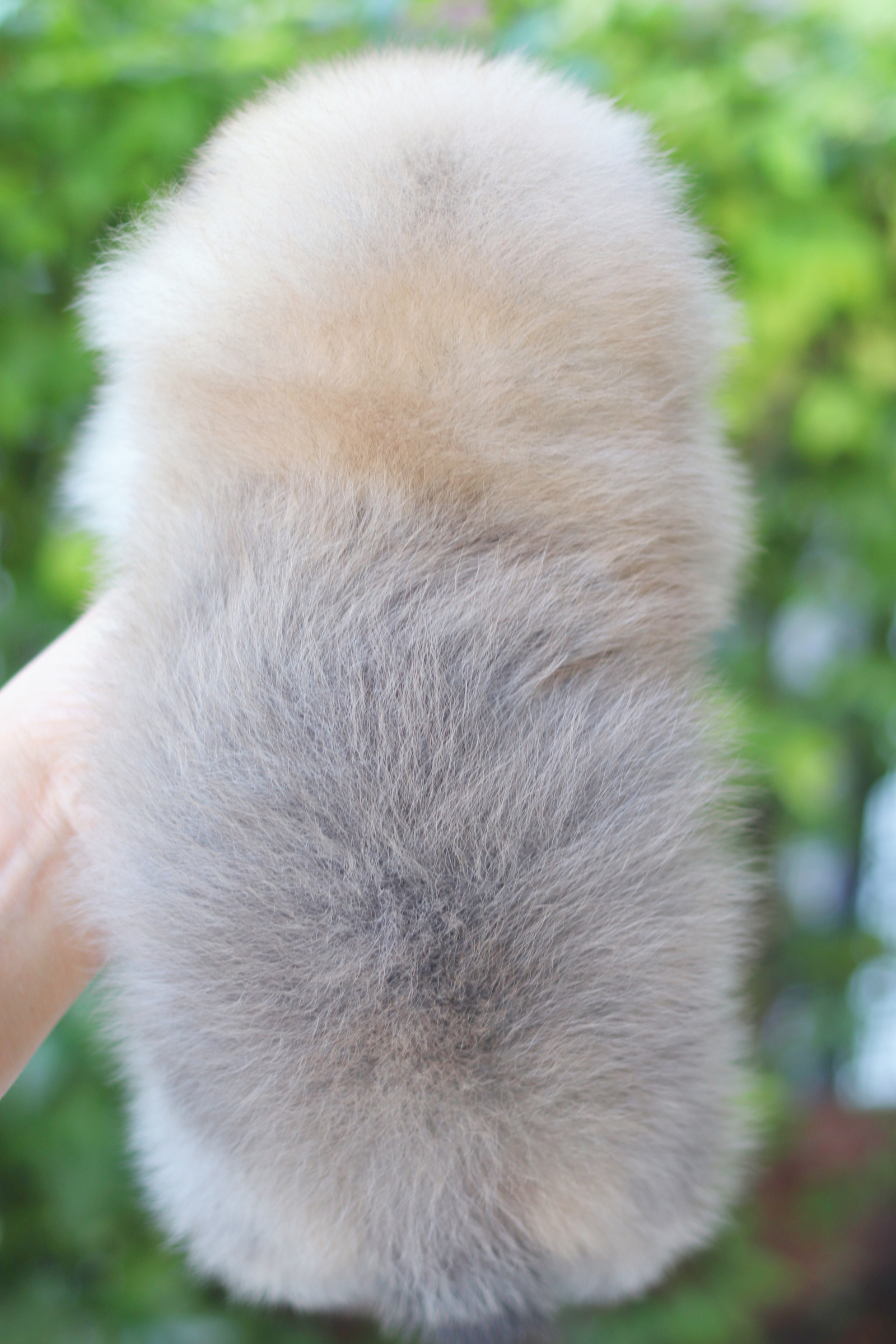 ปอมเมอเรเนียน เพศเมียสีส้ม เกรดโชว์