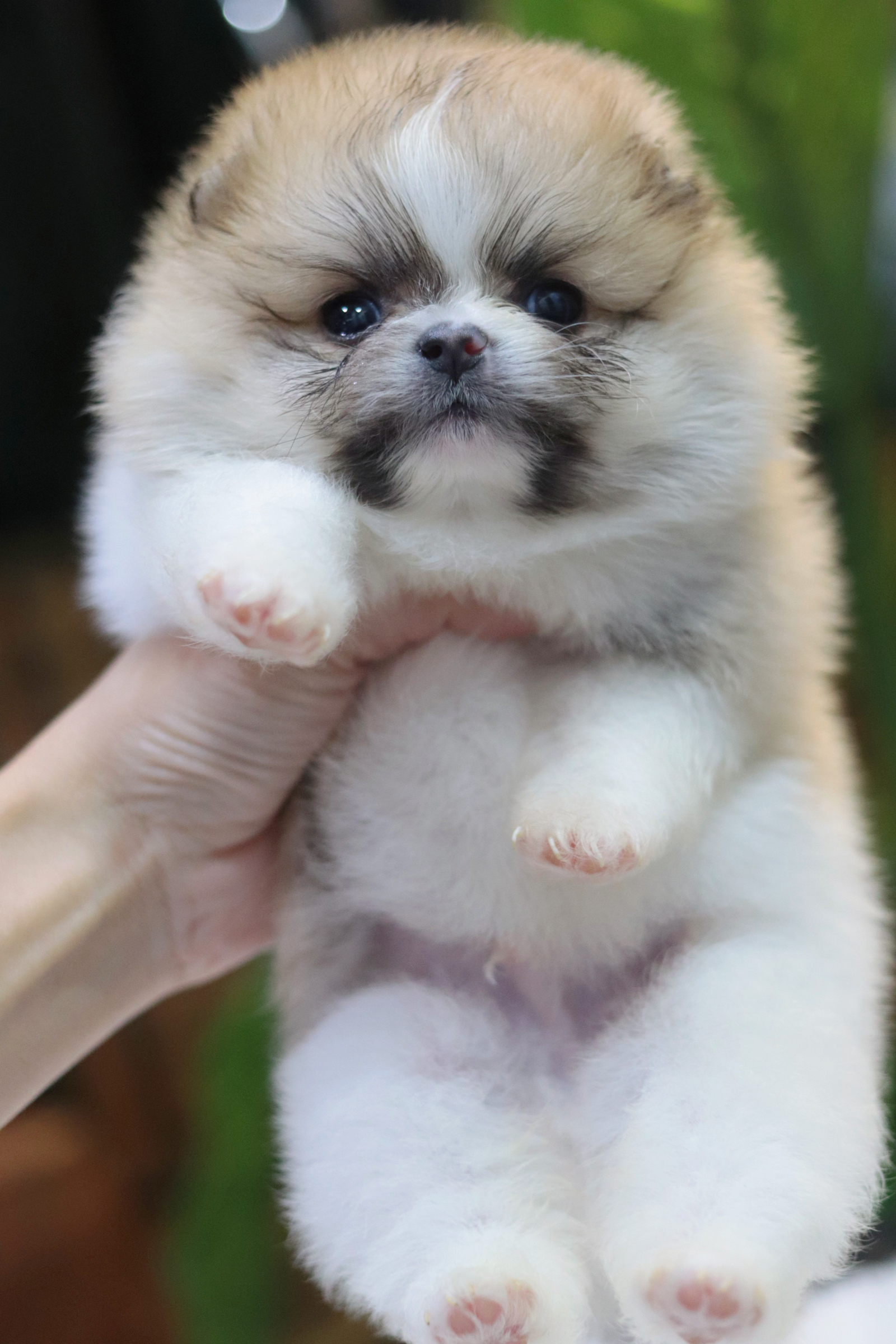 ปอมเมอเรเนียน เพศผู้ แฟนซีทีคัพ