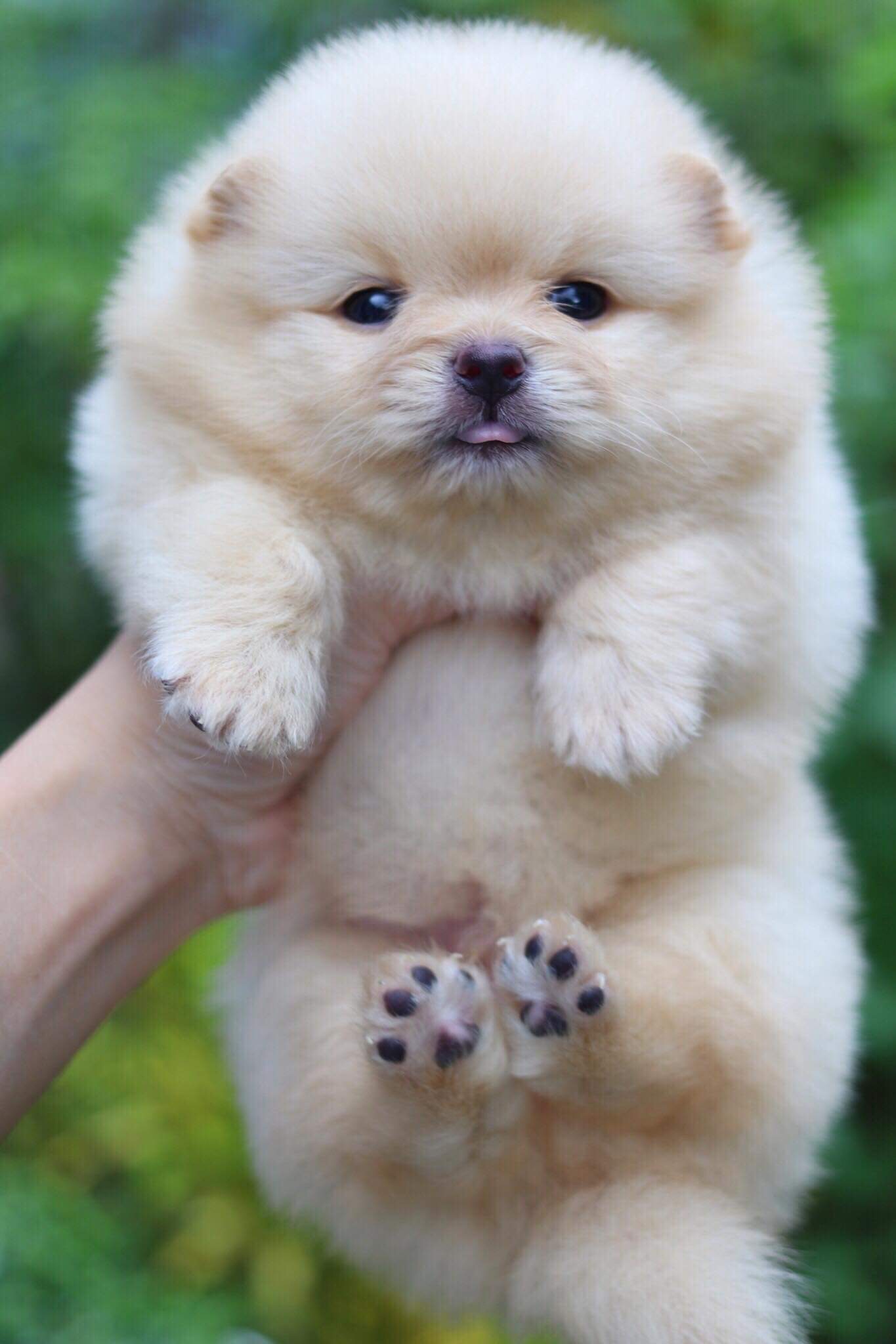 ปอมเมอเรเนียน เพศผู้