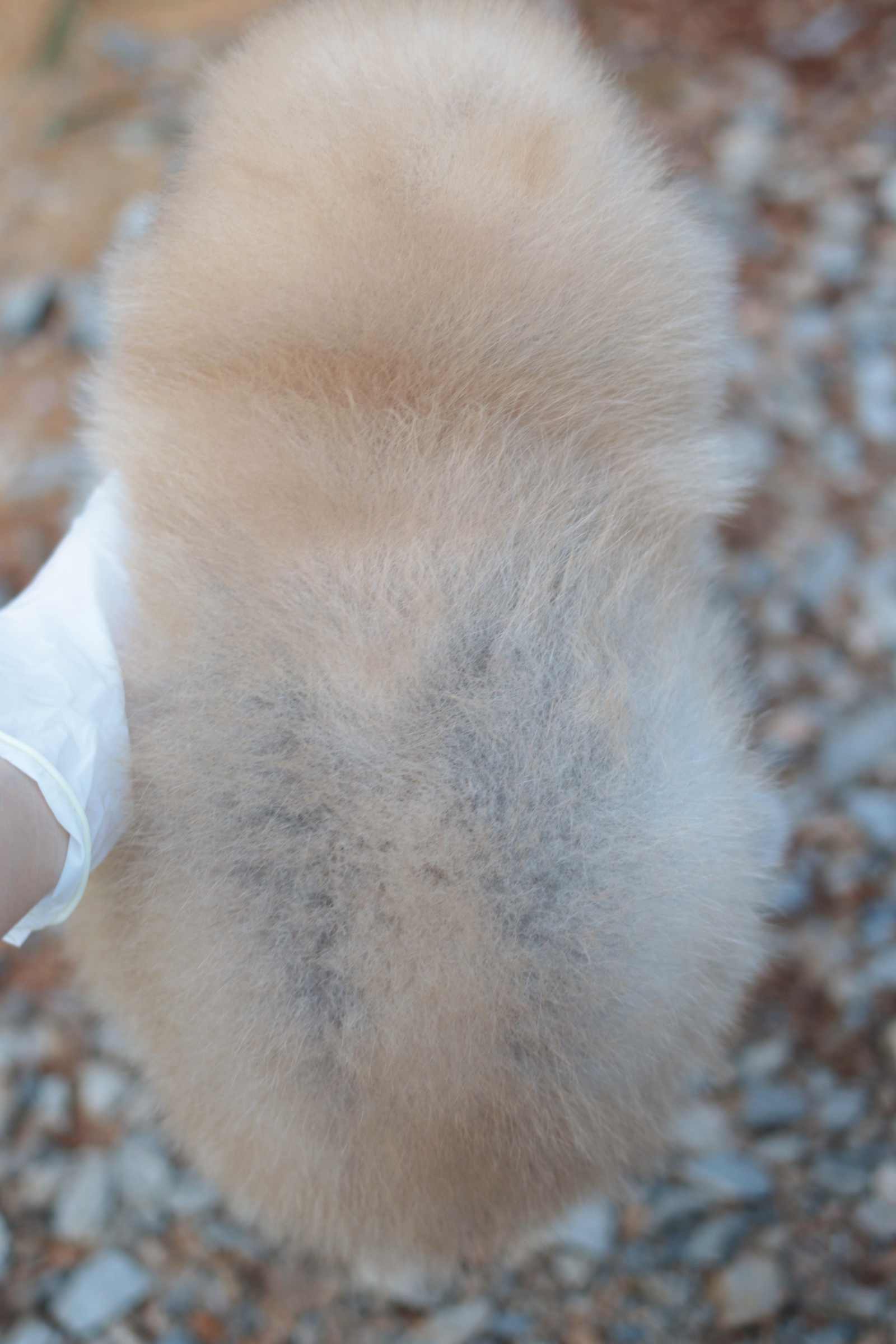 ปอมเมอเรเนียน เพศผู้ สีส้มขนแน่นๆ