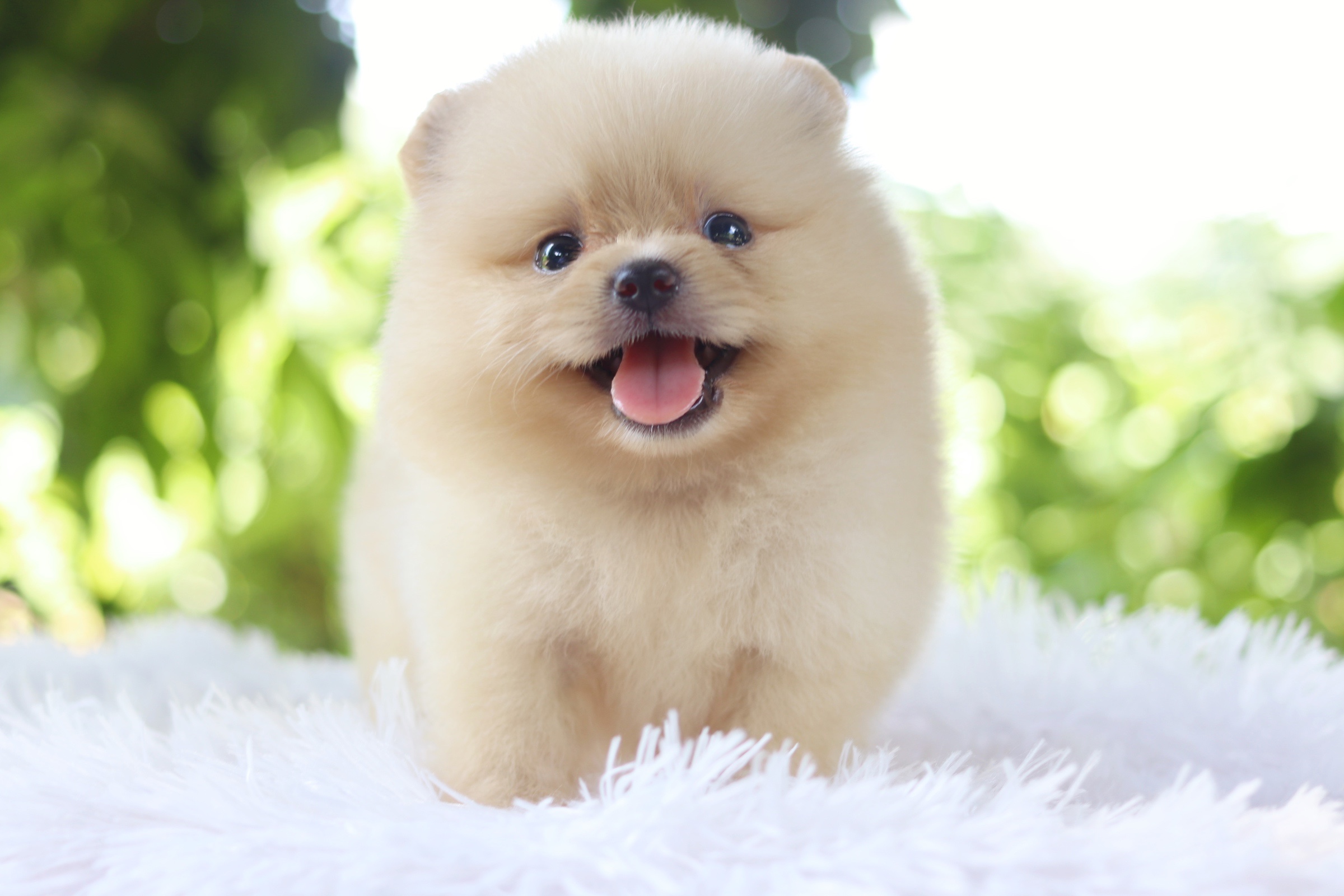 ปอมเมอเรเนียน เพศเมีย สีครีม