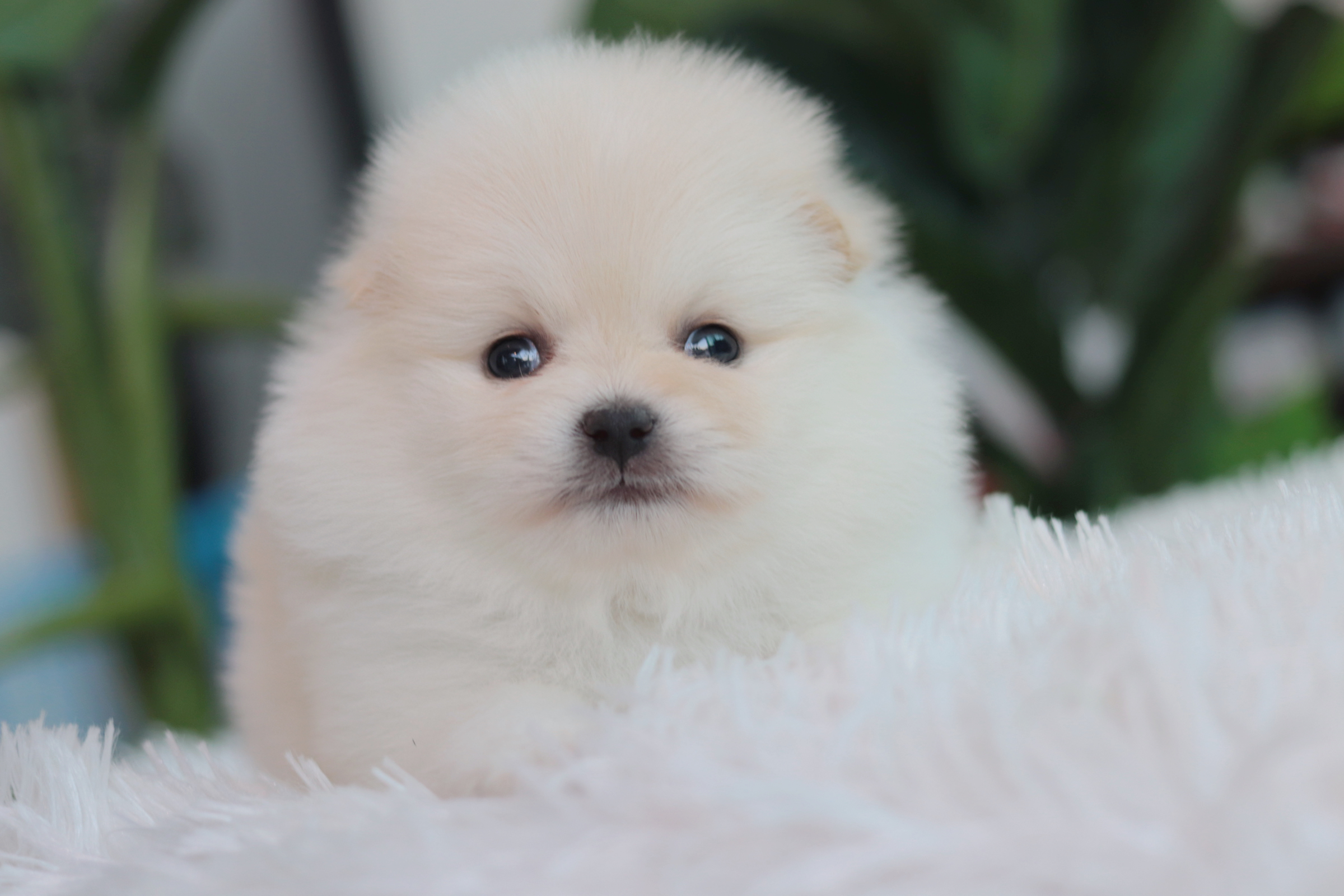 ปอมเมอเรเนียน เพศเมีย เกรดโชว์