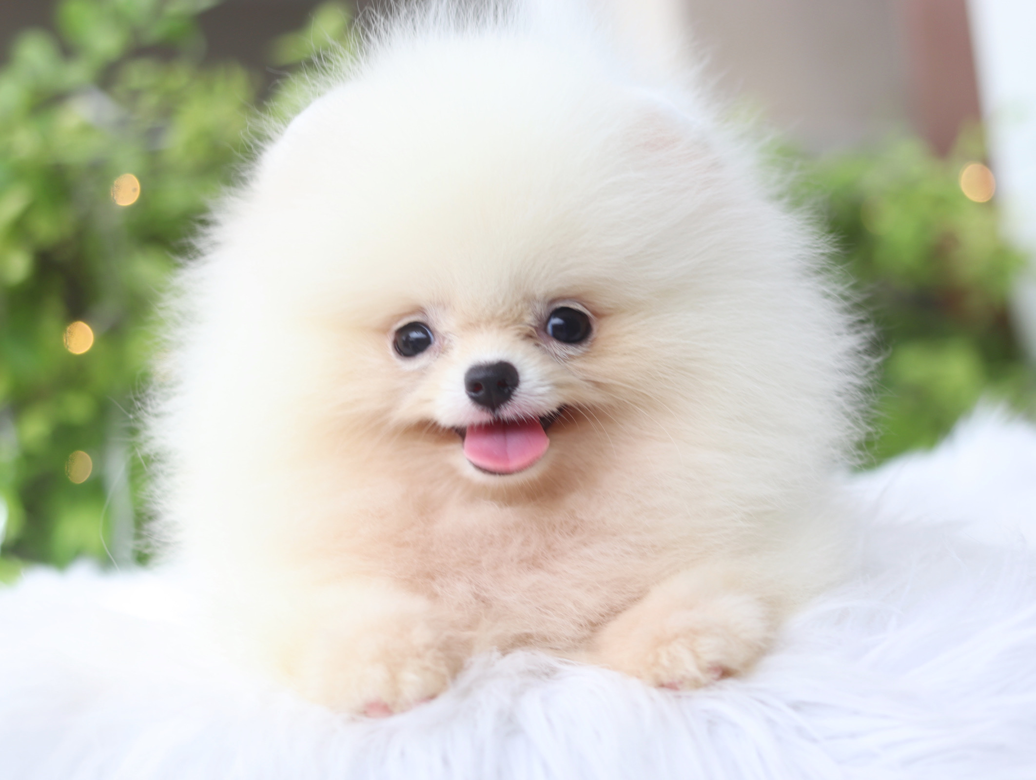 ปอมเมอเรเนียน เพศเมียสีขาวครีม เกรดโชว์