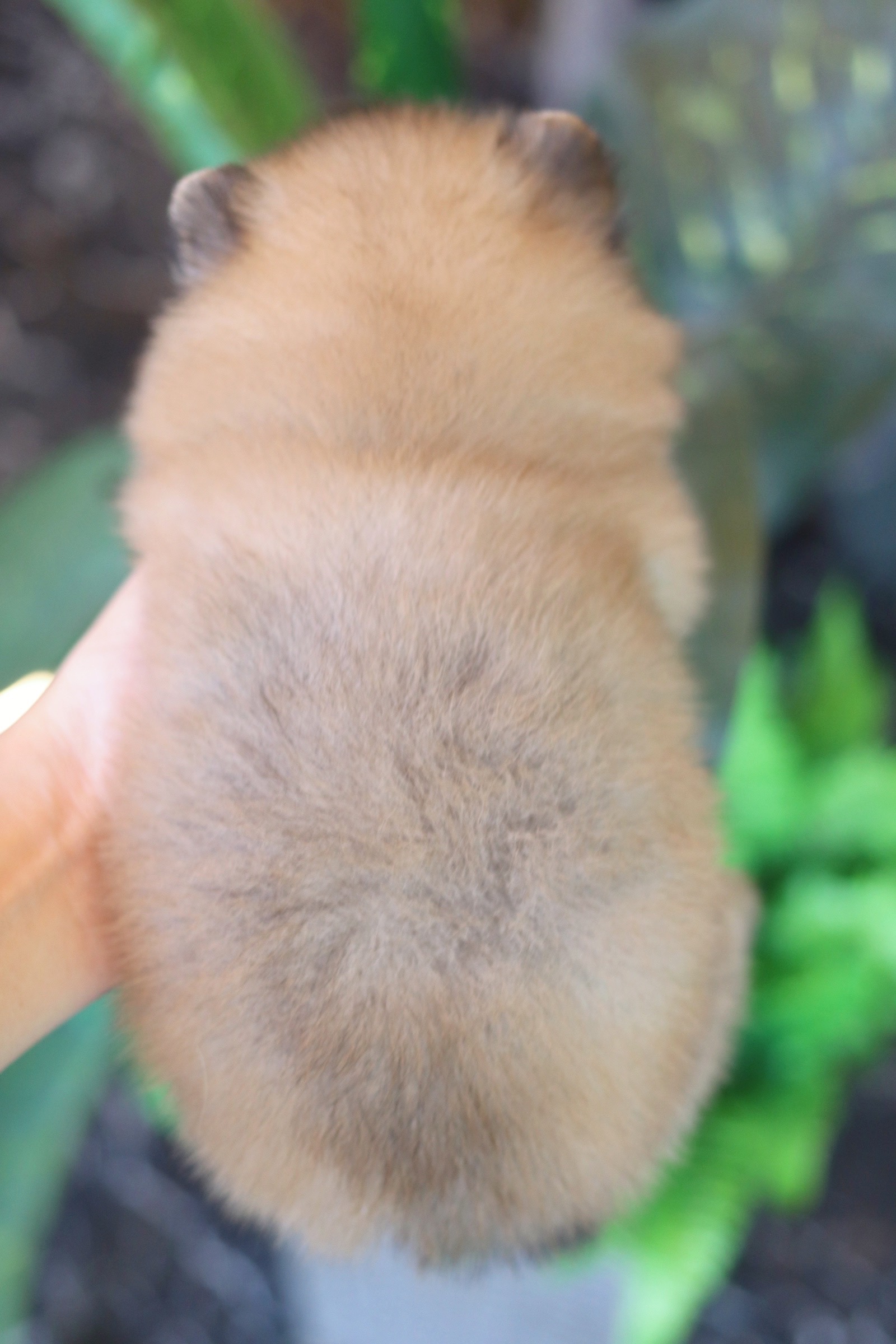 ปอมเมอเรเนียน เพศผู้ สีส้ม