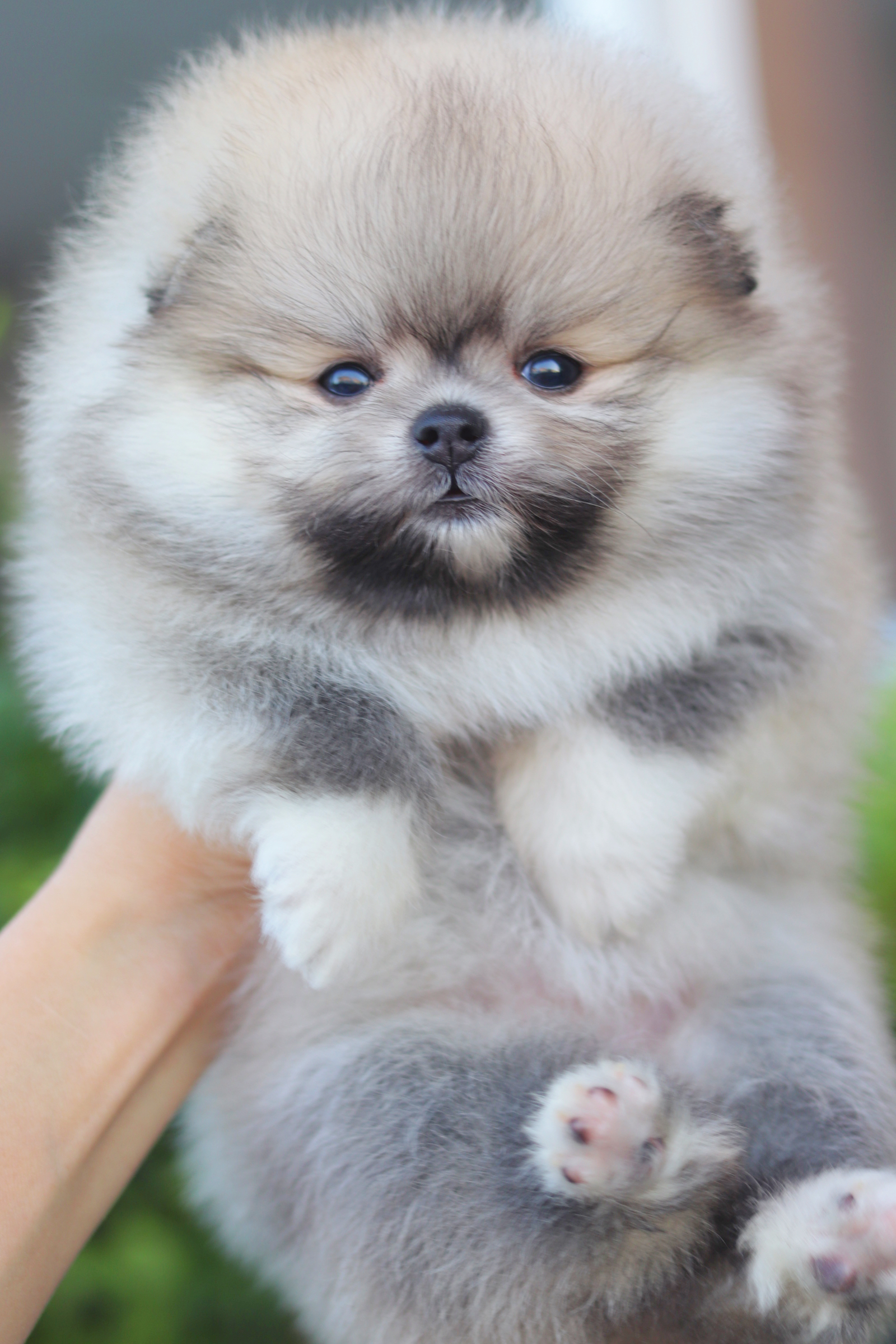 ปอมเมอเรเนียน เพศเมียสีส้ม