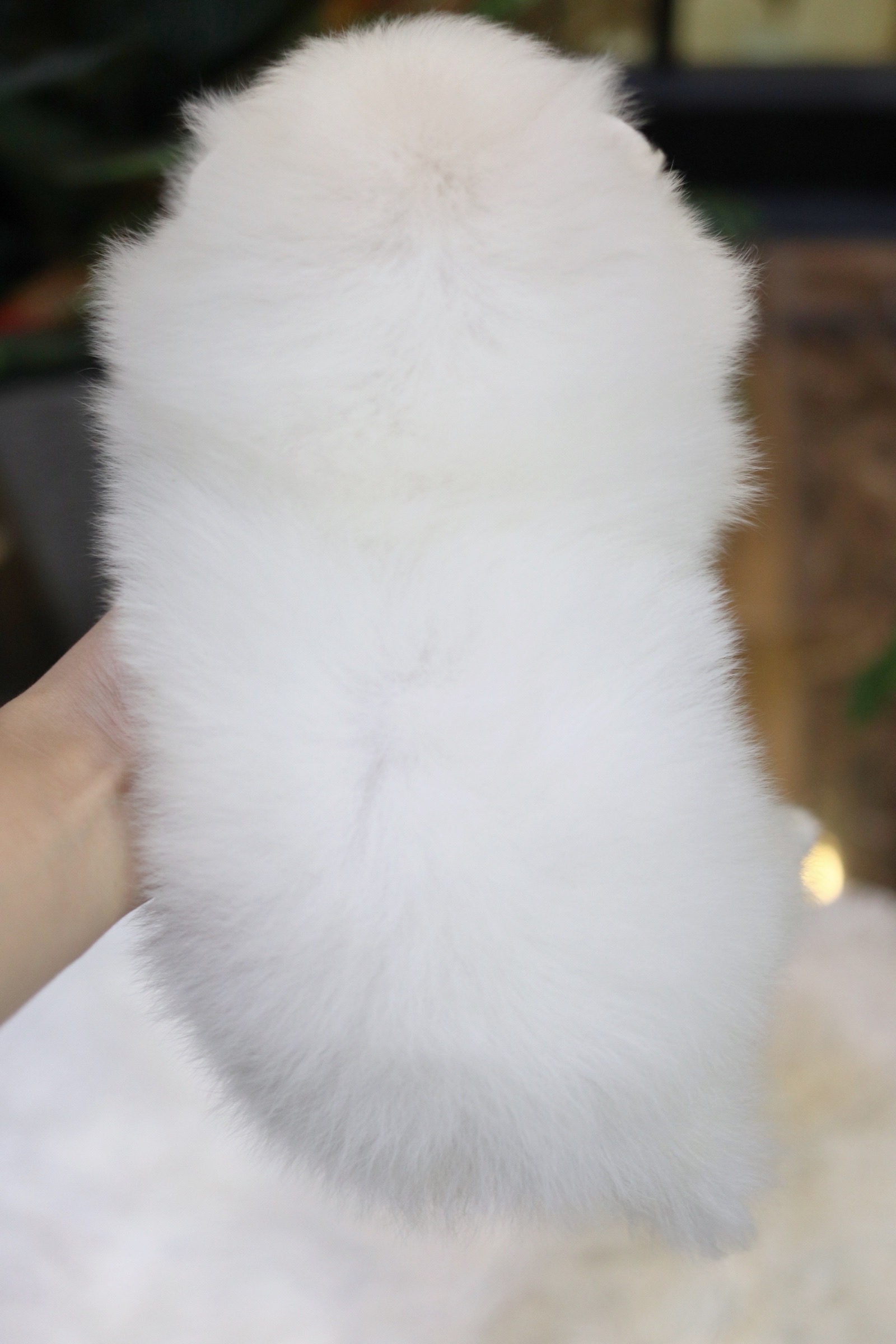 ปอมเมอเรเนียน เพศเมีย สีขาวครีม