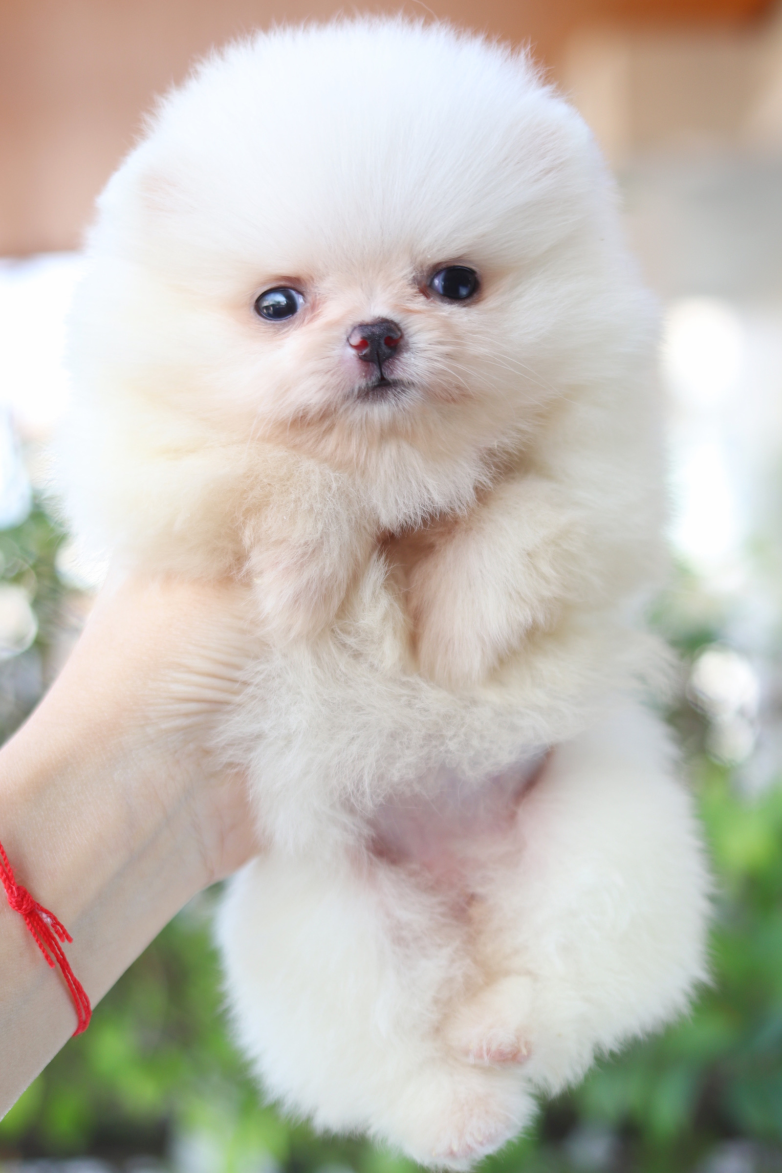 ปอมเมอเรเนียน เพศเมียสีขาวทีคัพ เกรดโชว์