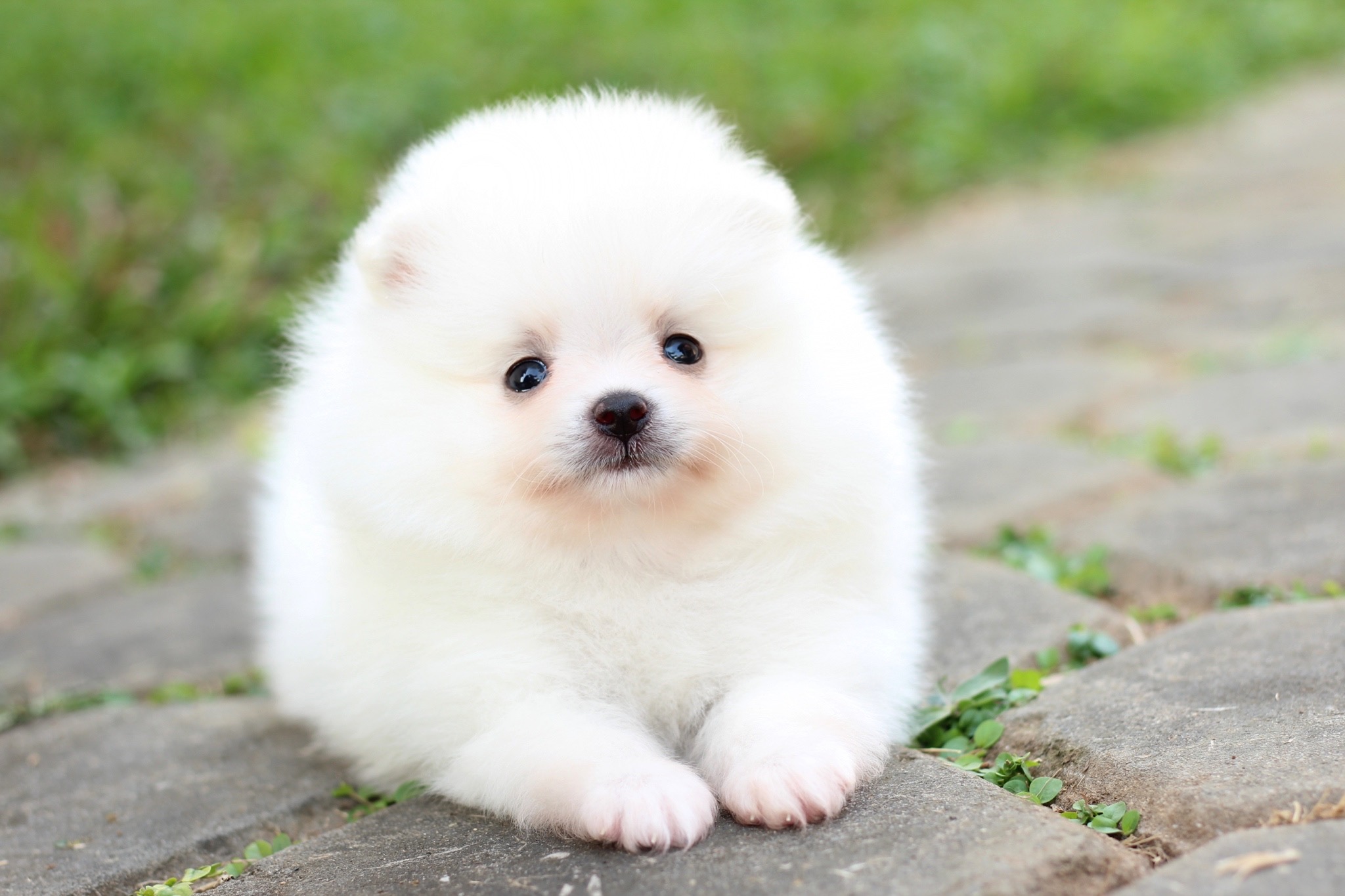 ปอมเมอเรเนียน เพศผู้ขาวครีม