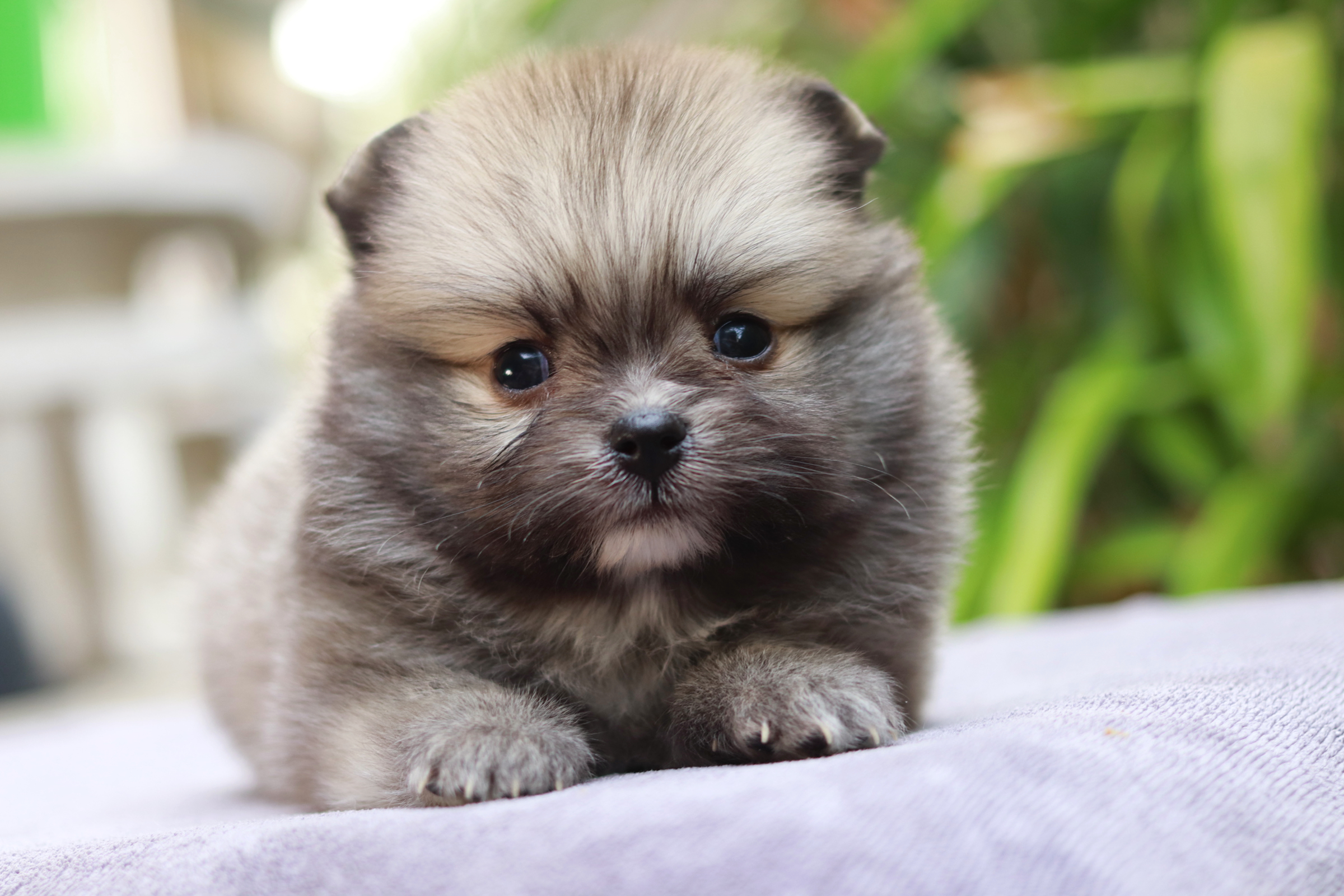 ปอมเมอเรเนียน เพศผู้