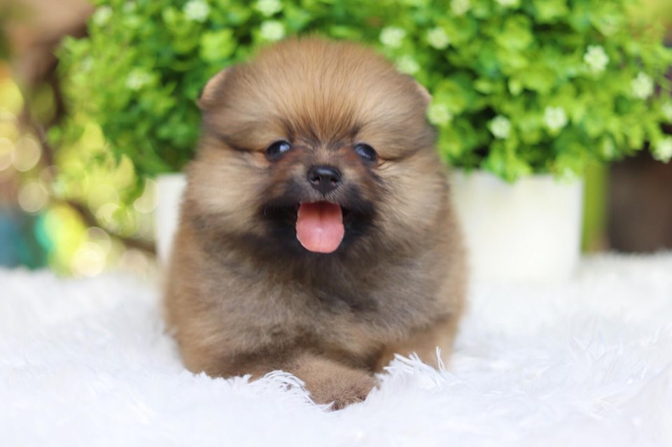 ปอมเมอเรเนียน เพศผู้