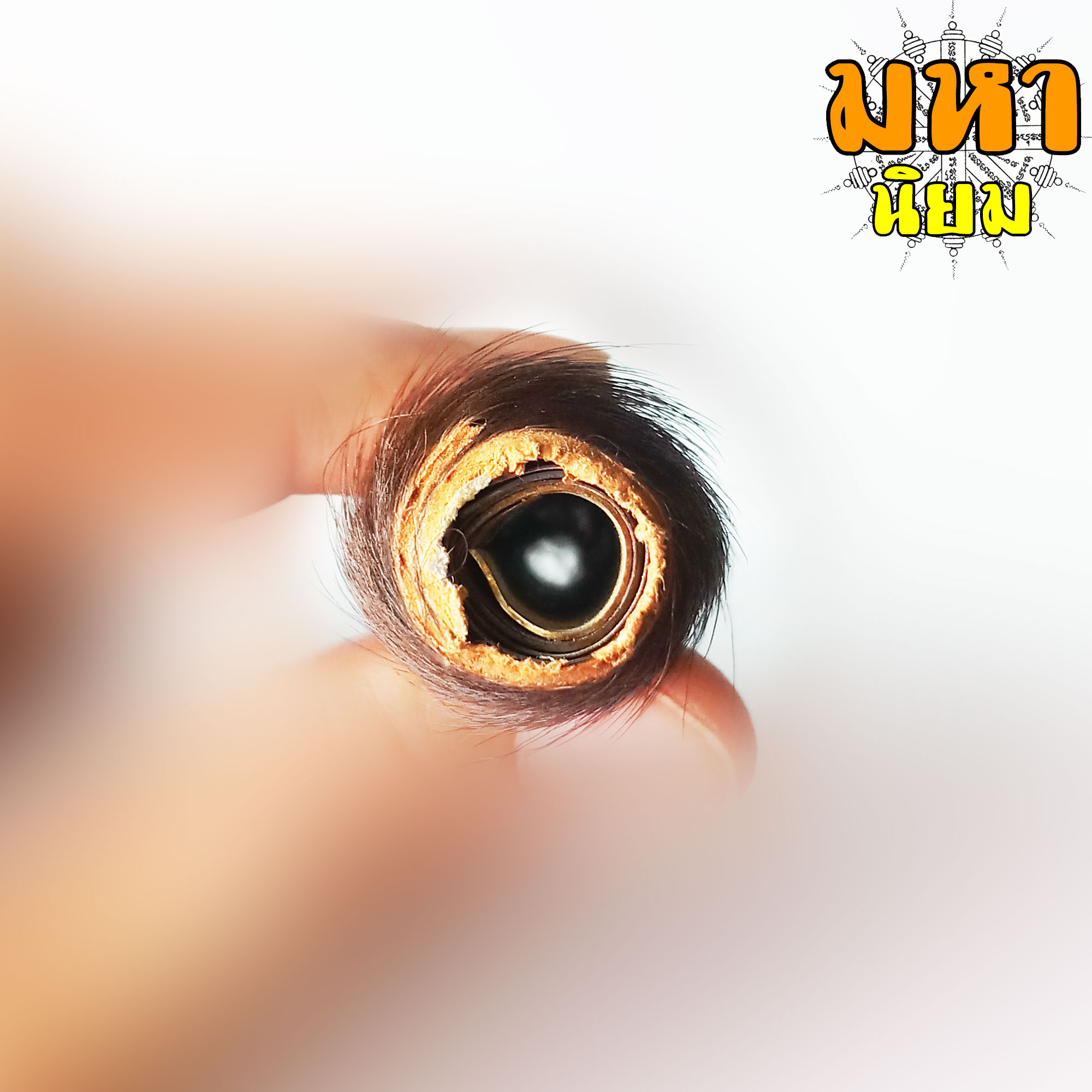 ตะกรุดหนังเสือ (เสือไฟ) หลวงพ่อเปิ่น วัดบางพระ จ.นครปฐม