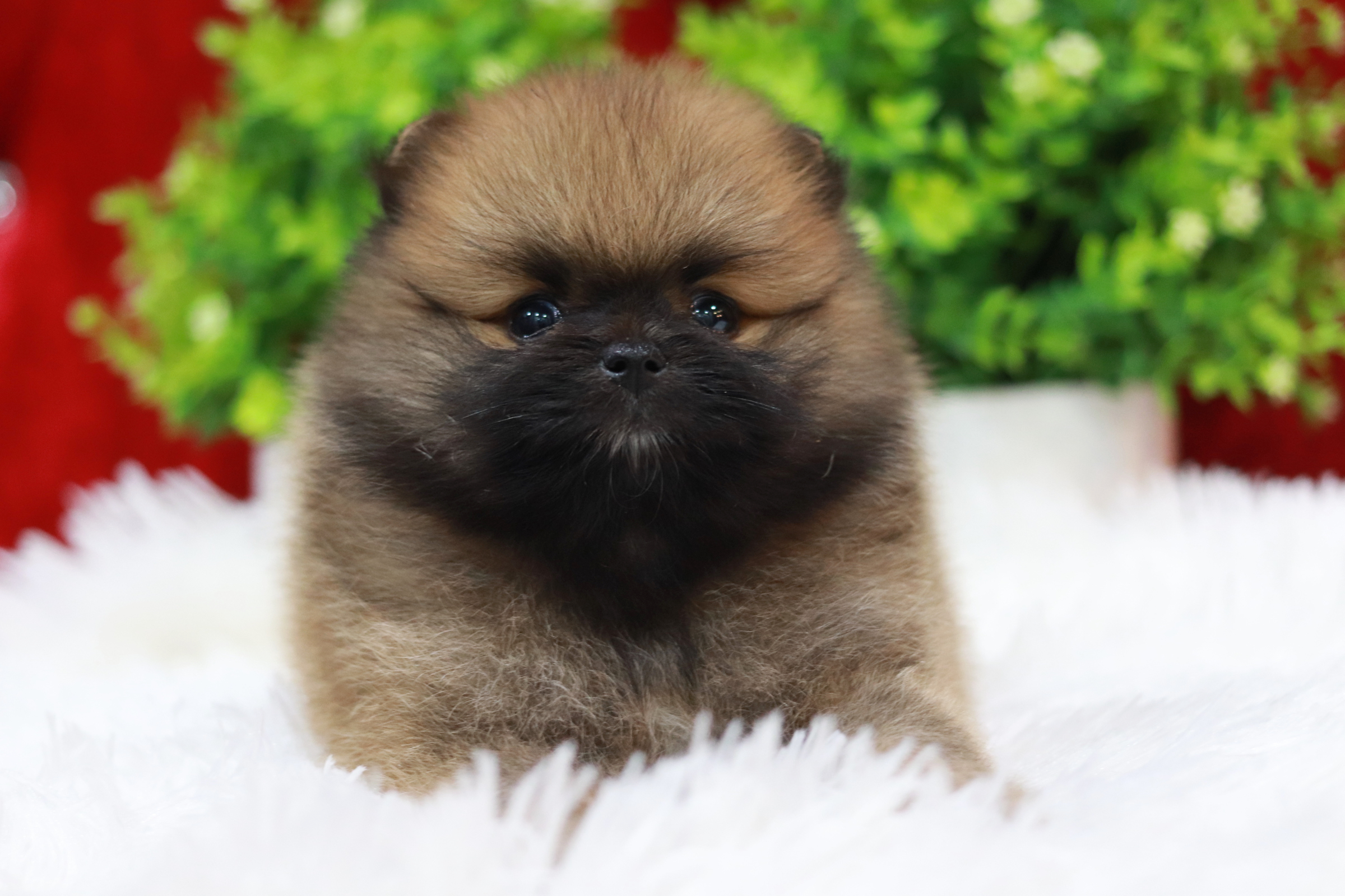 ปอมเมอเรเนียน เพศผู้ สีส้ม ขนแน่น