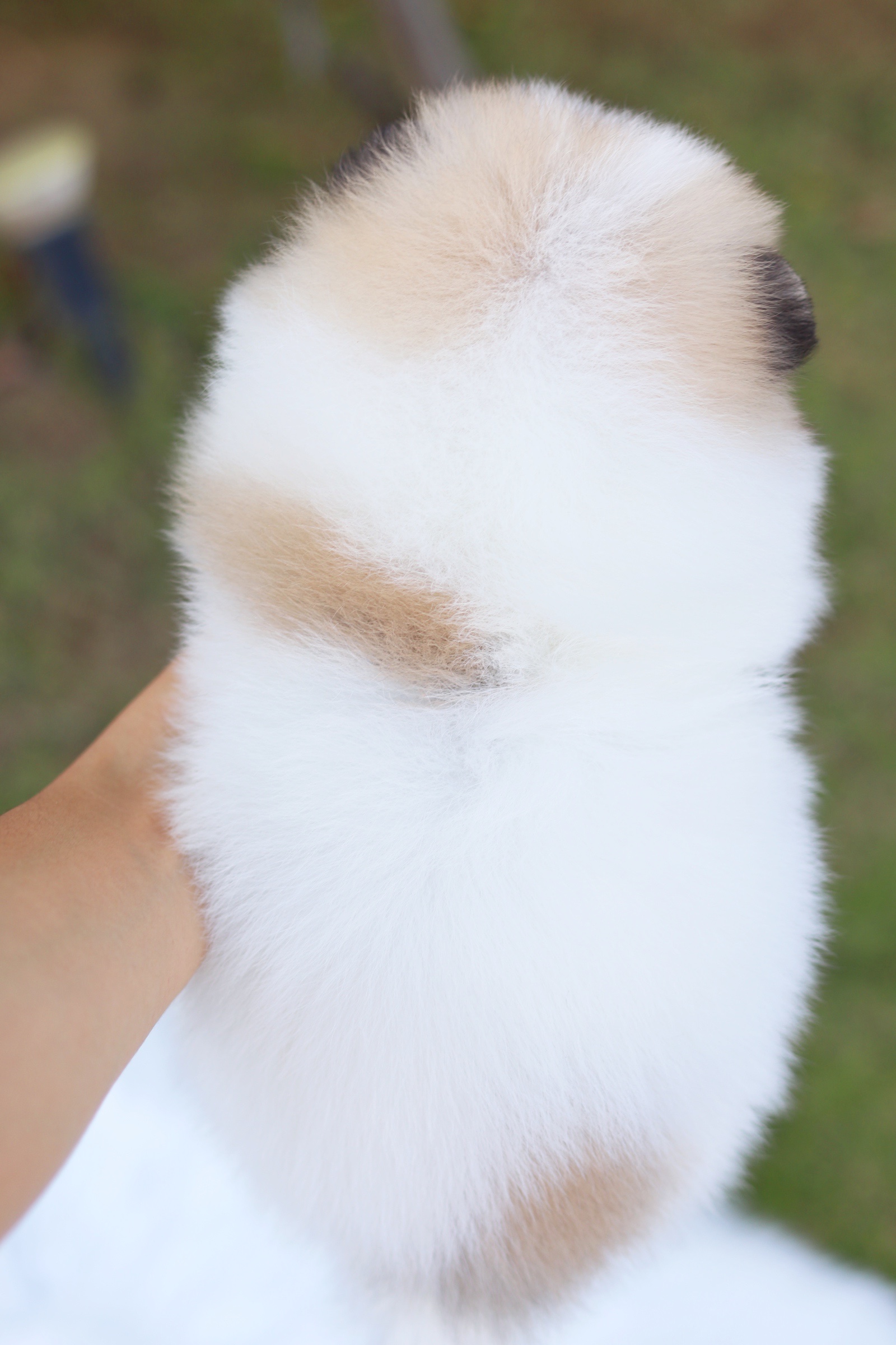 ปอมเมอเรเนียน เพศผู้ สีแฟนซี เกรดโชว์