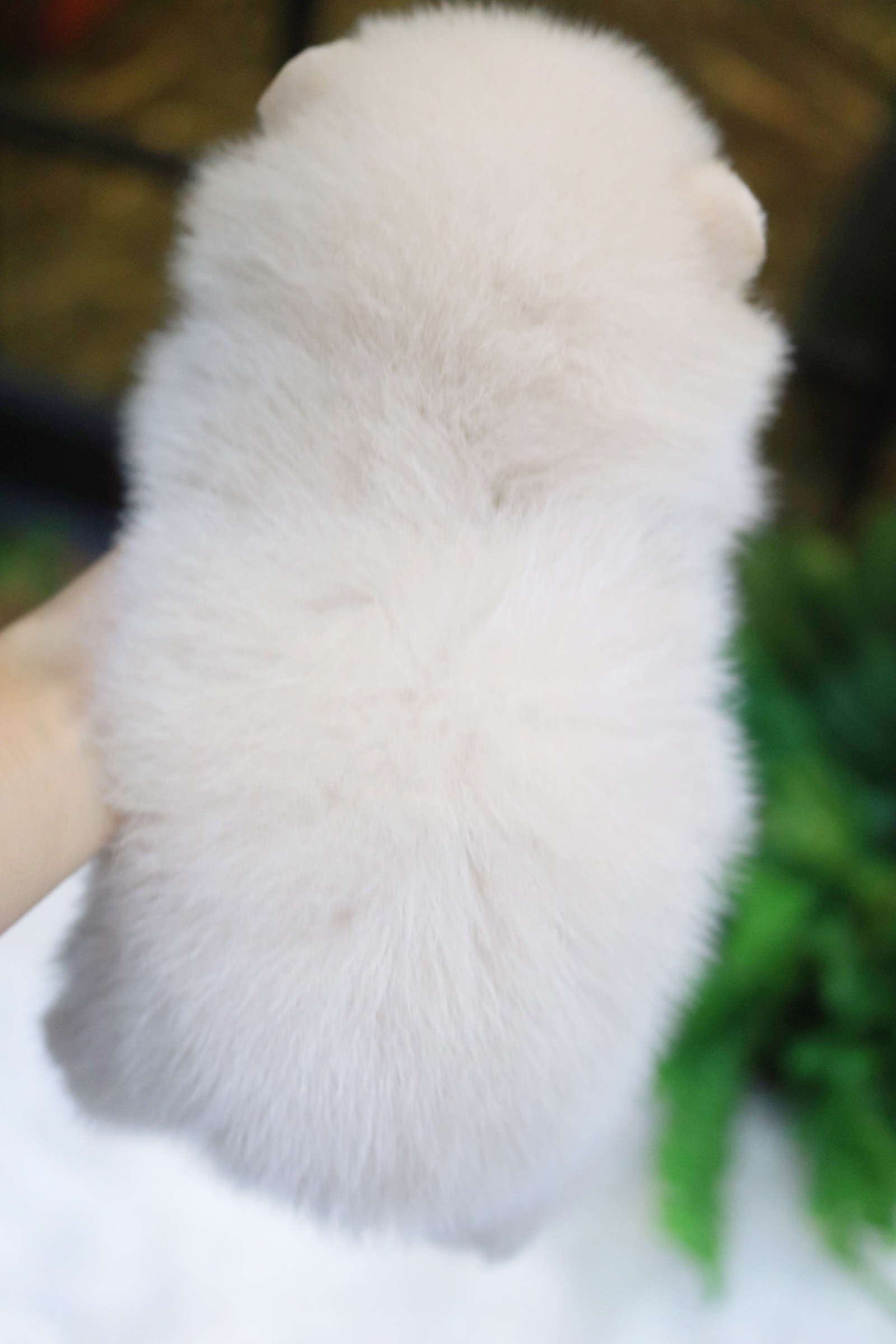 ปอมเมอเรเนียน เพศผู้ สีขาวครีม