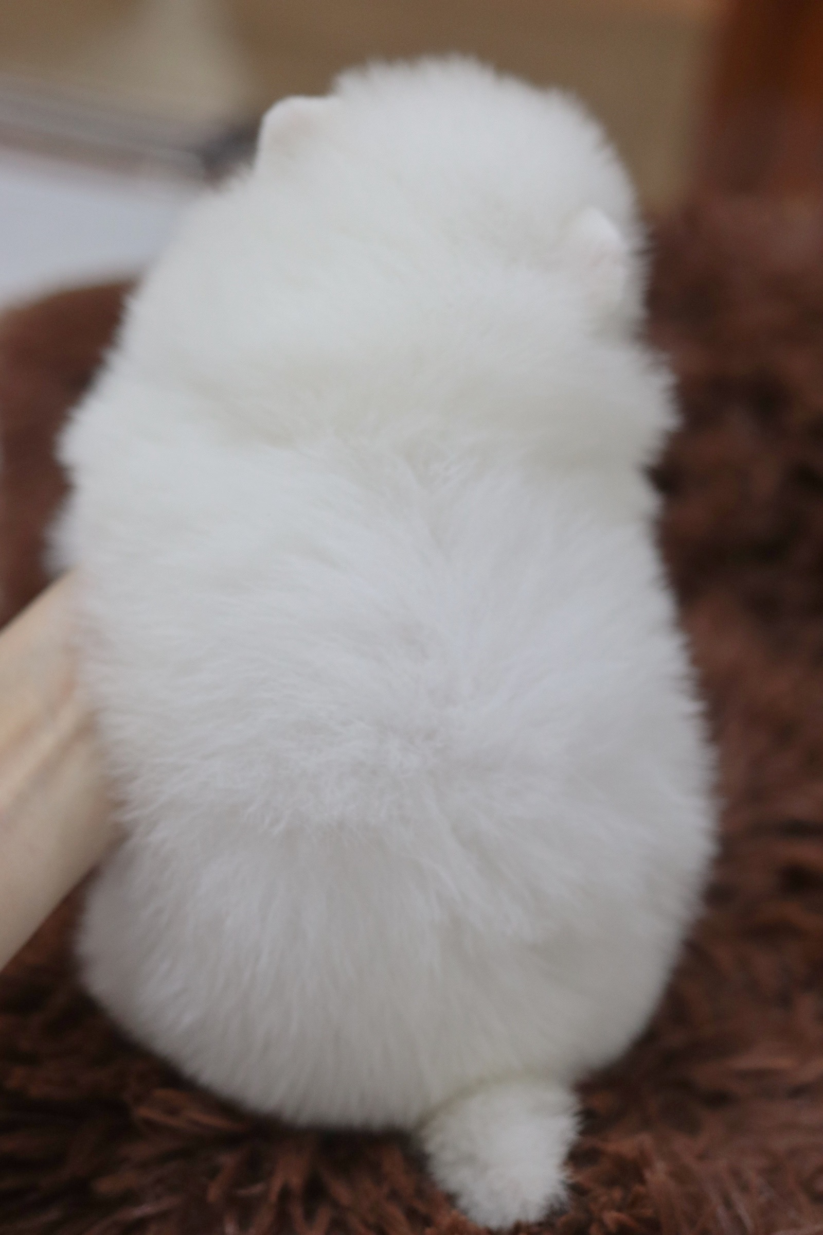 ปอมเมอเรเนียน เพศผู้สีขาว