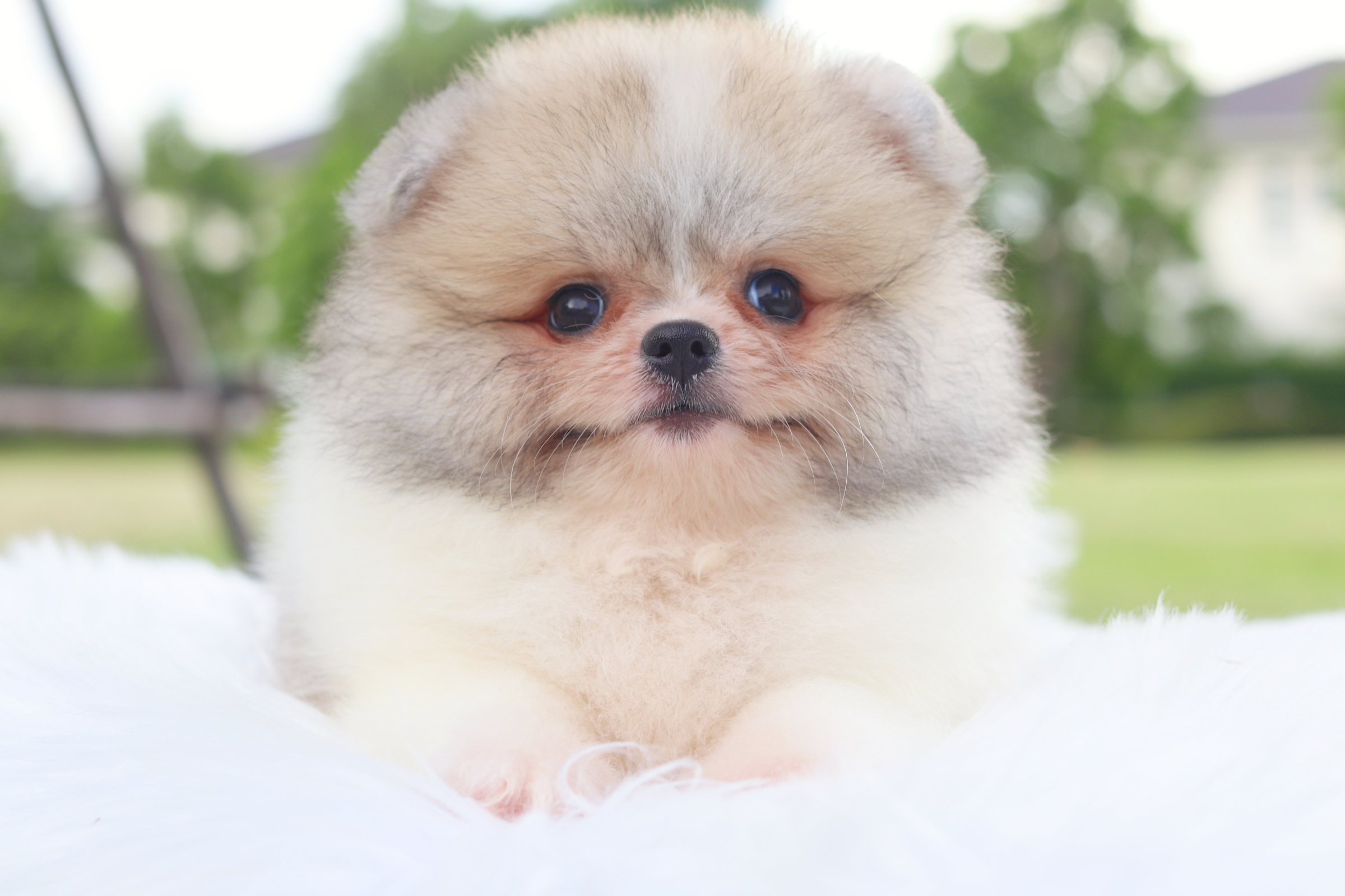 ปอมเมอเรเนียน เพศผู้สีแฟนซี