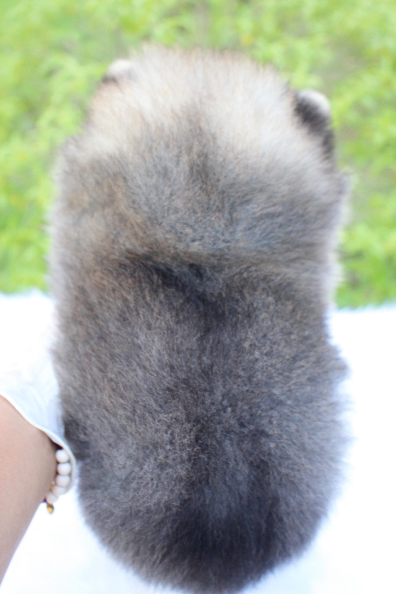 ปอมเมอเรเนียน เพศผู้ สีส้ม