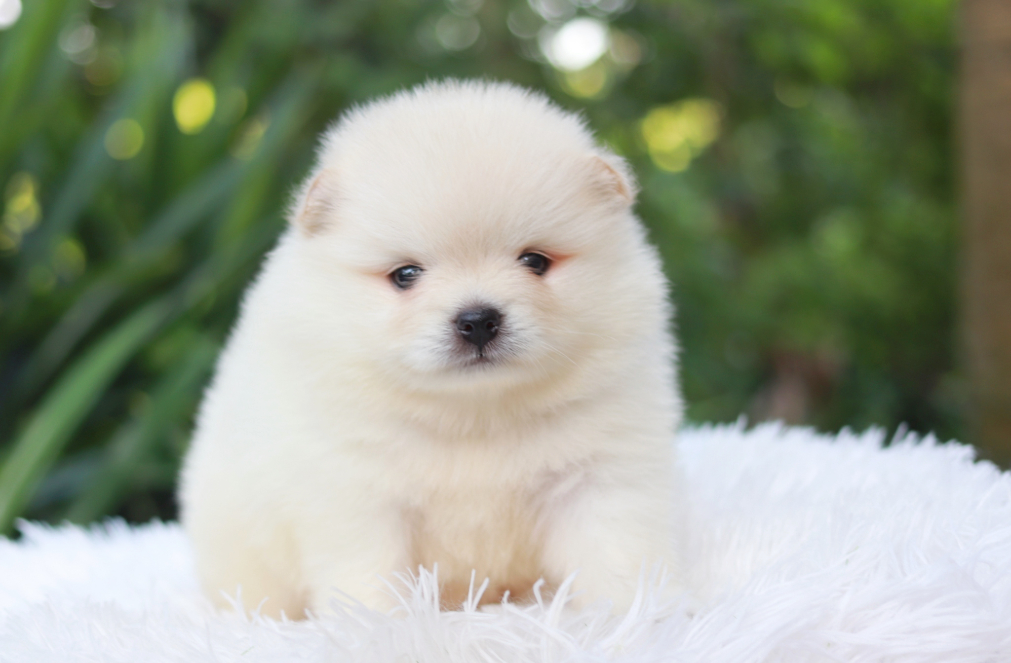 ปอมเมอเรเนียน เพศผู้ สีขาวครีม