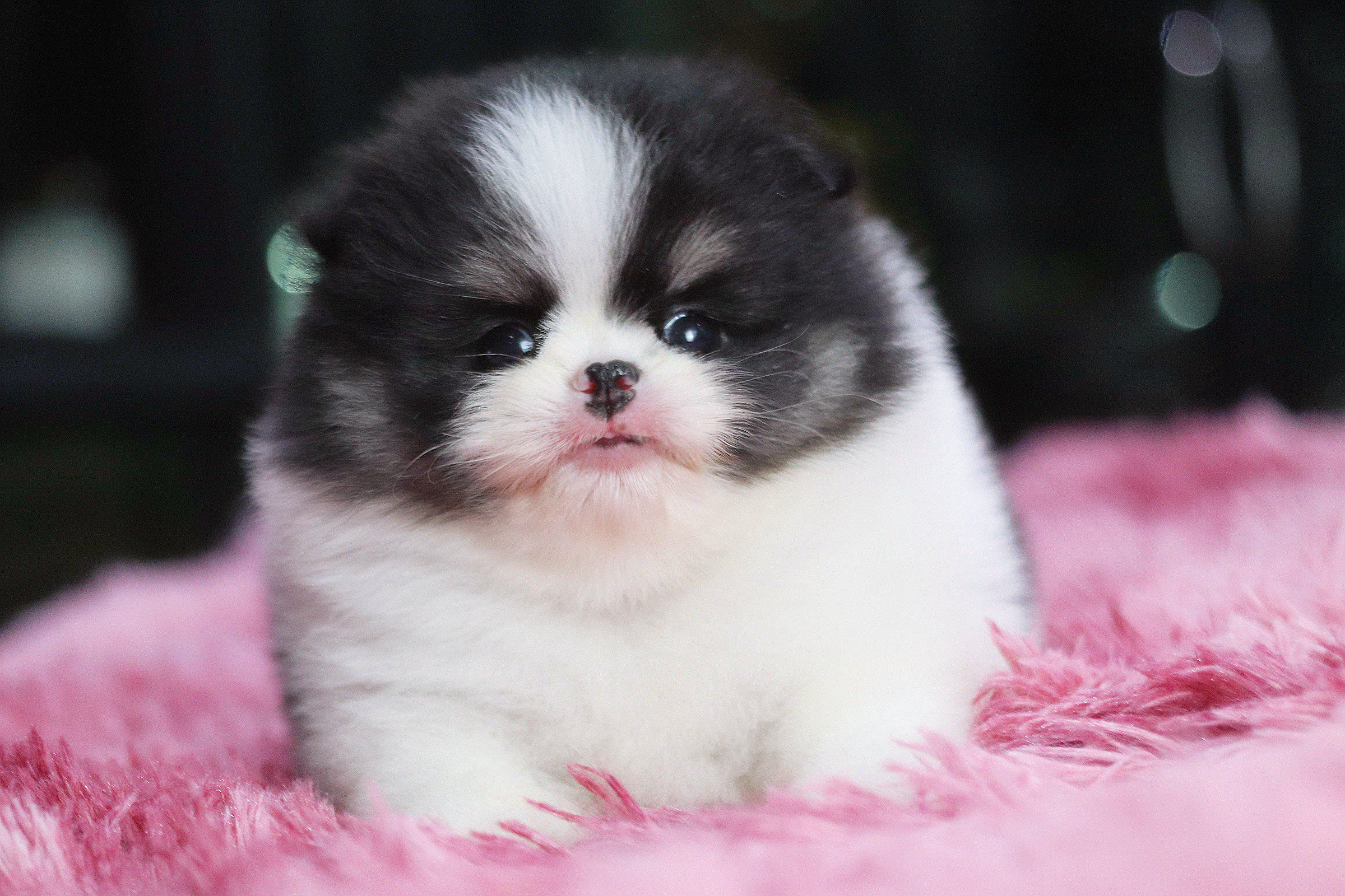 ปอมเมอเรเนียน เพศเมีย สีไตรคัลเลอร์ เกรดโชว์