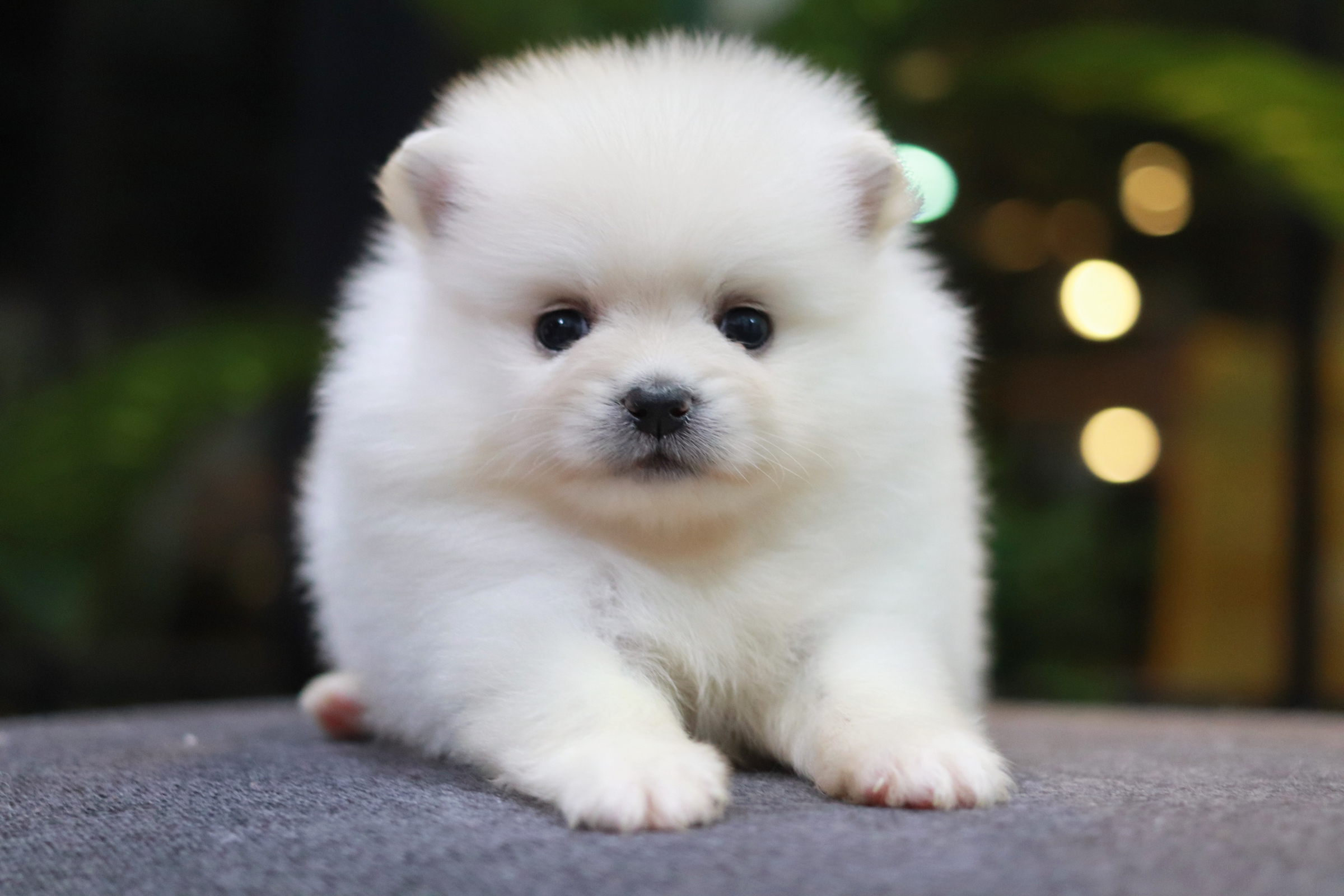 ปอมเมอเรเนียน เพศเมีย