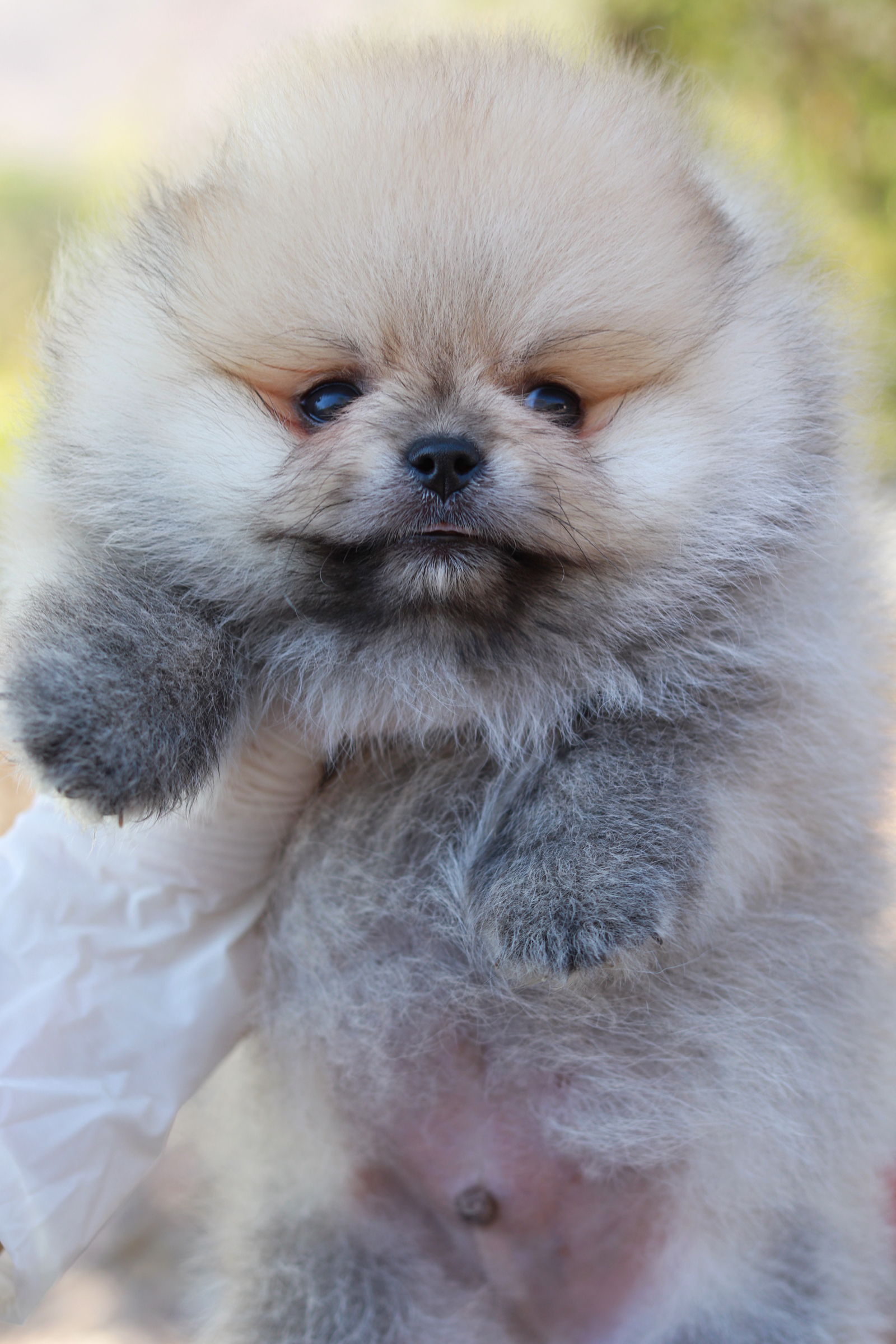 ปอมเมอเรเนียน เพศผู้