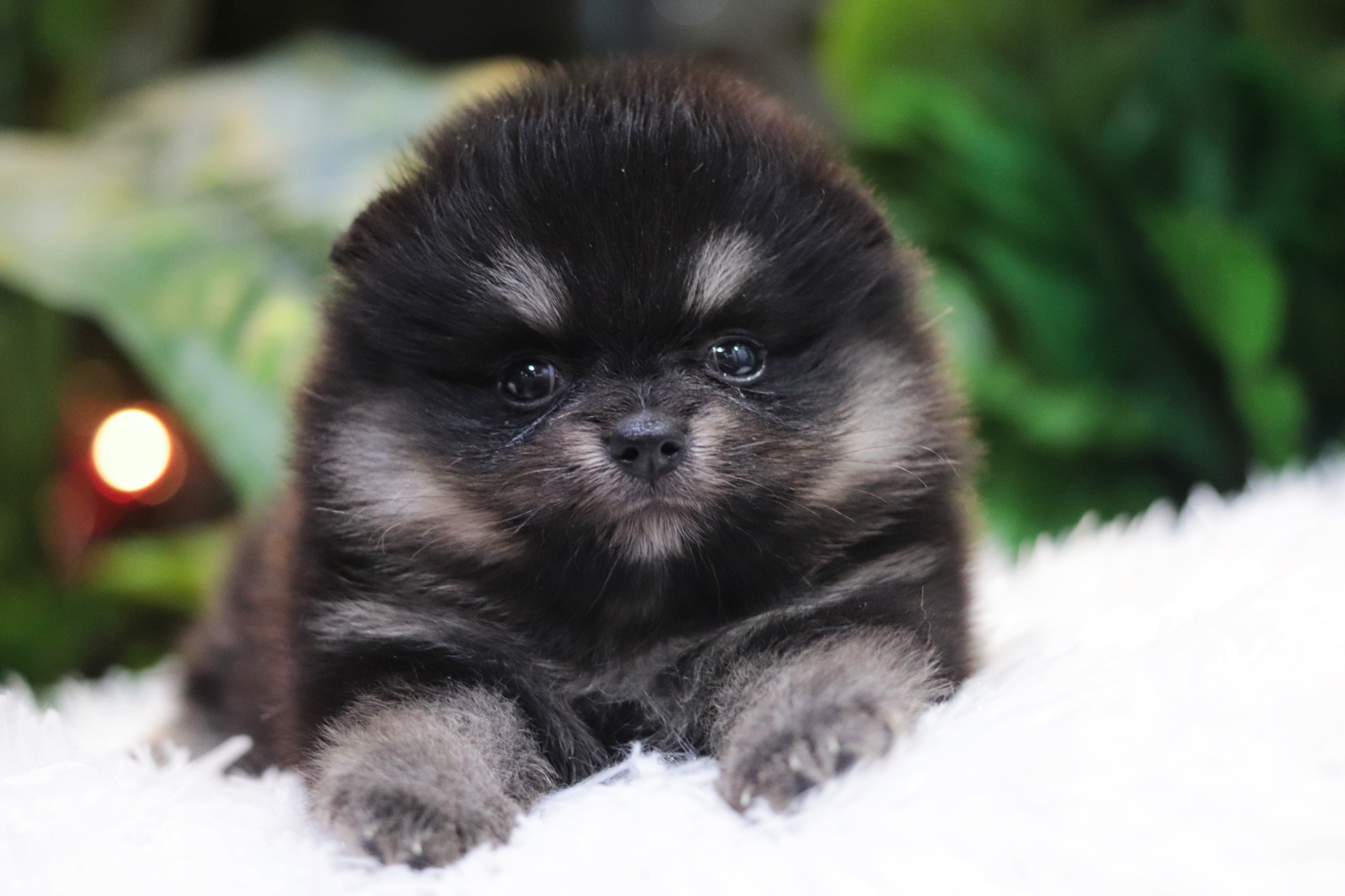 ปอมเมอเรเนียน เพศเมียแบล็คแทน