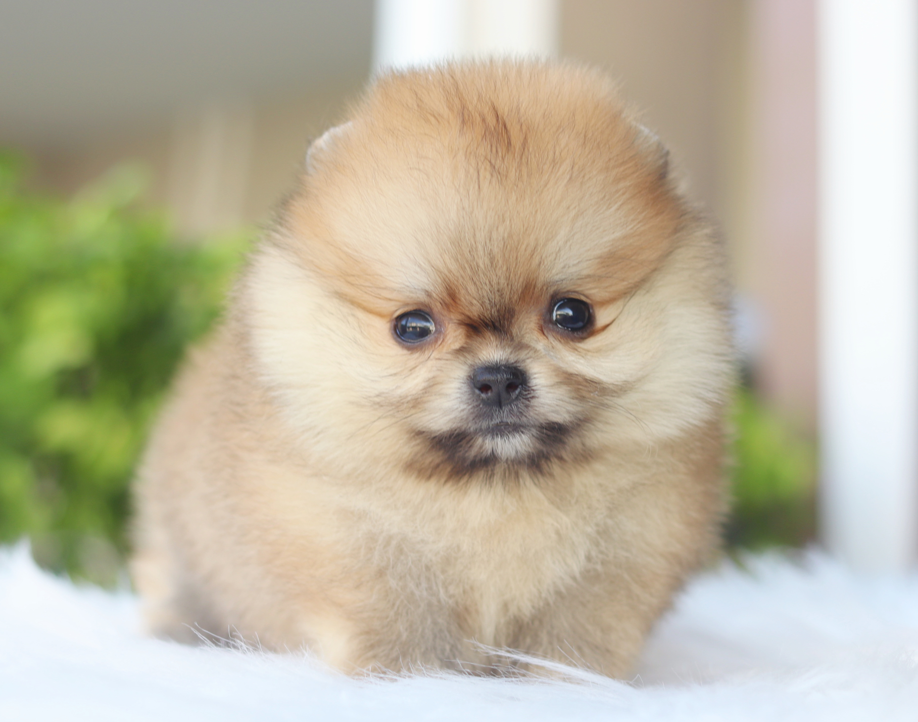 ปอมเมอเรเนียน เพศเมียสีส้ม