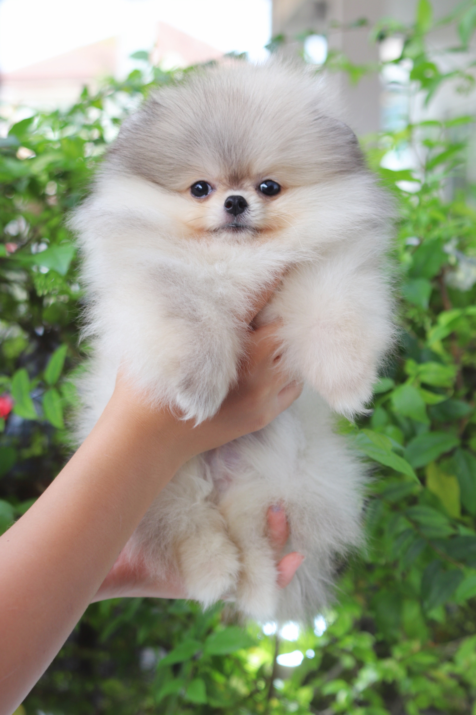 ปอมเมอเรเนียน เพศผู้ สีส้ม เกรดโชว๋