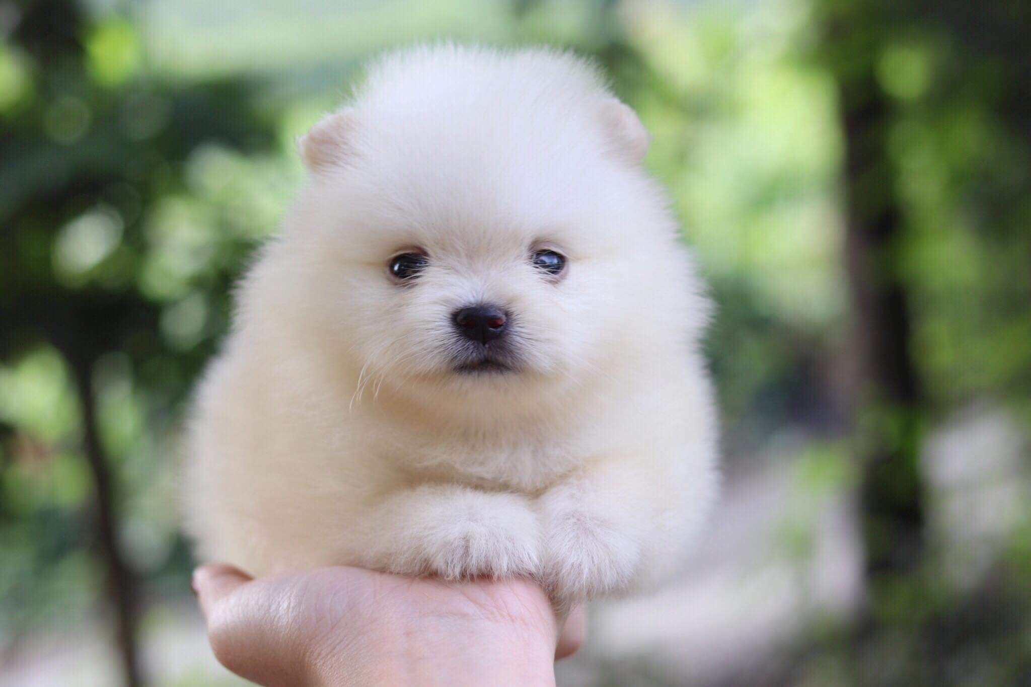 ปอมเมอเรเนียน เพศผู้