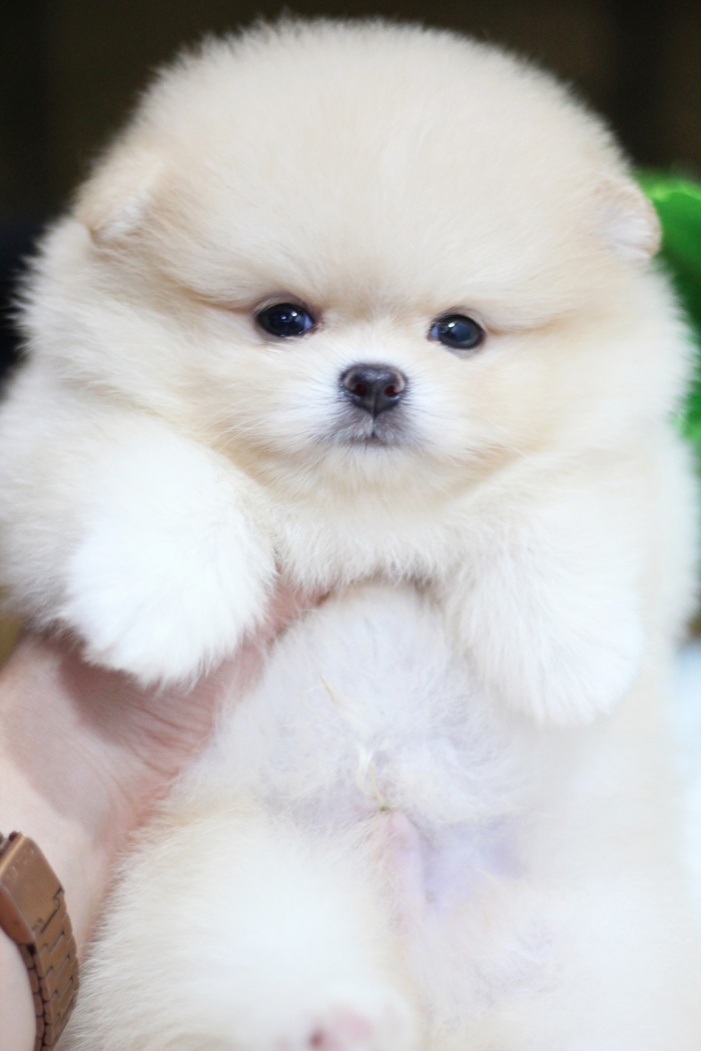 ปอมเมอเรเนียน เพศผู้สีขาวครีม